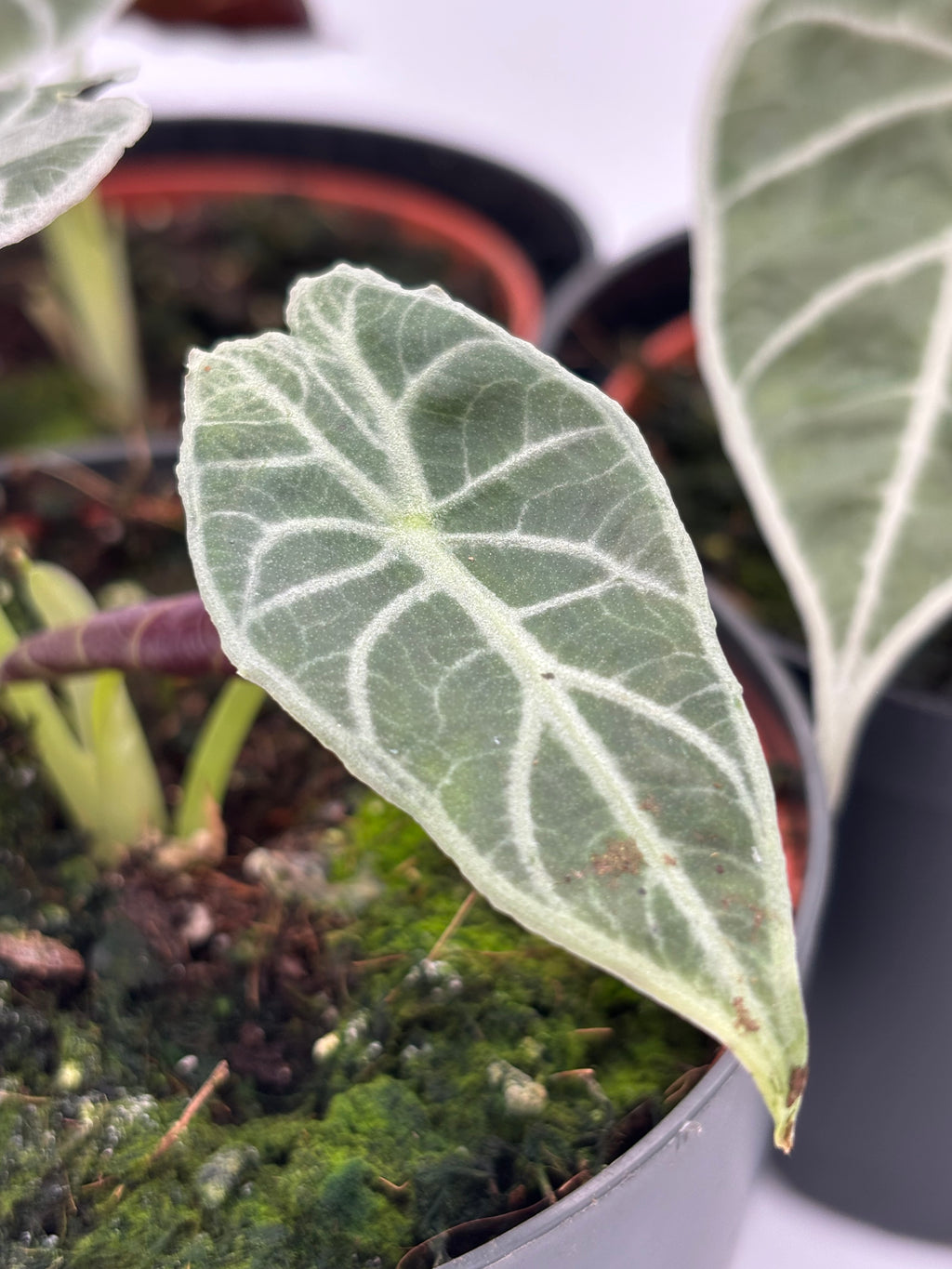 Alocasia Watsoniana Lightning Pflanze mit großen grünen Blättern mit weißen Adermustern, im Top auf einem Holztisch.