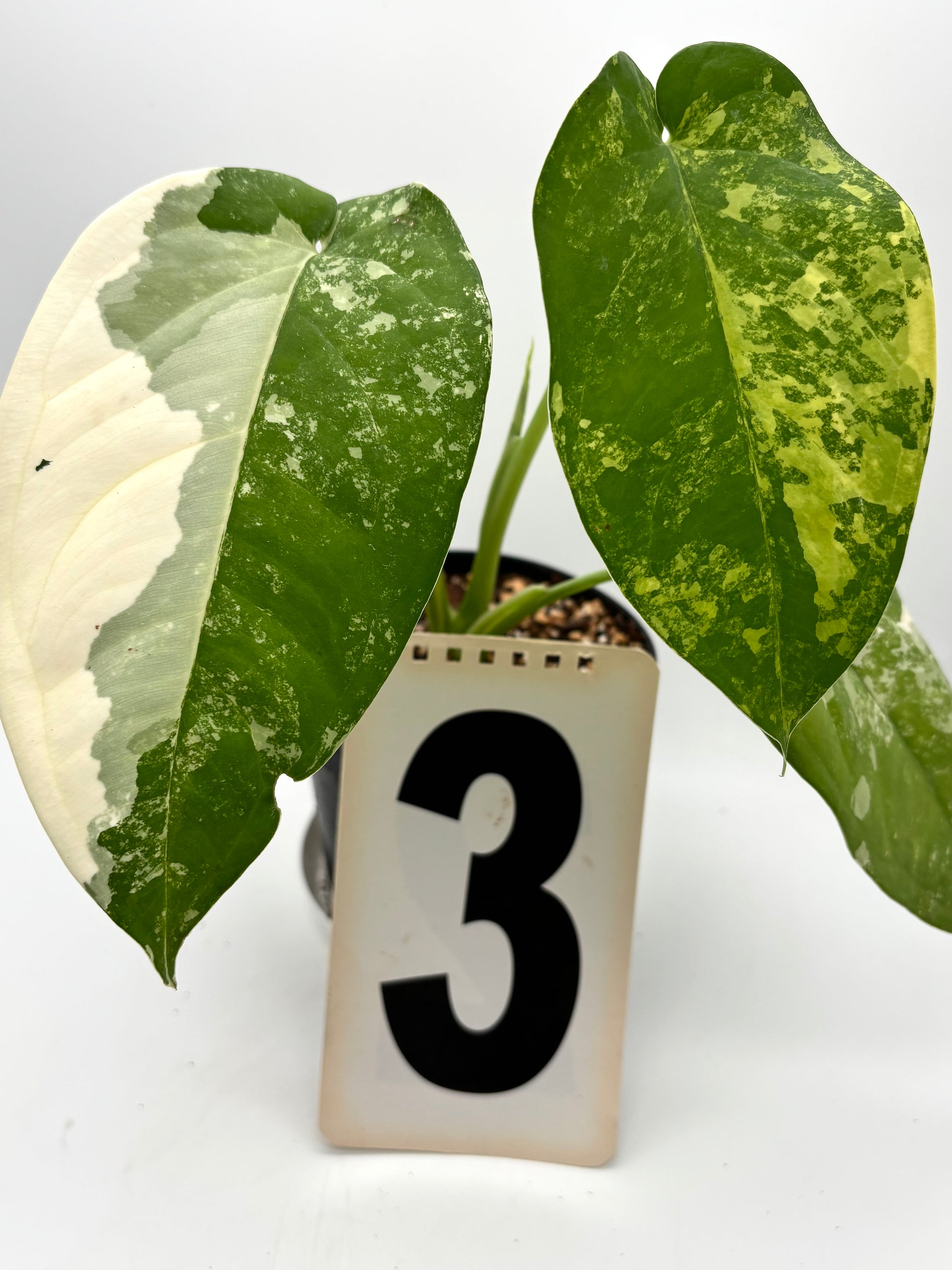 Syngonium Chiapense Variegata