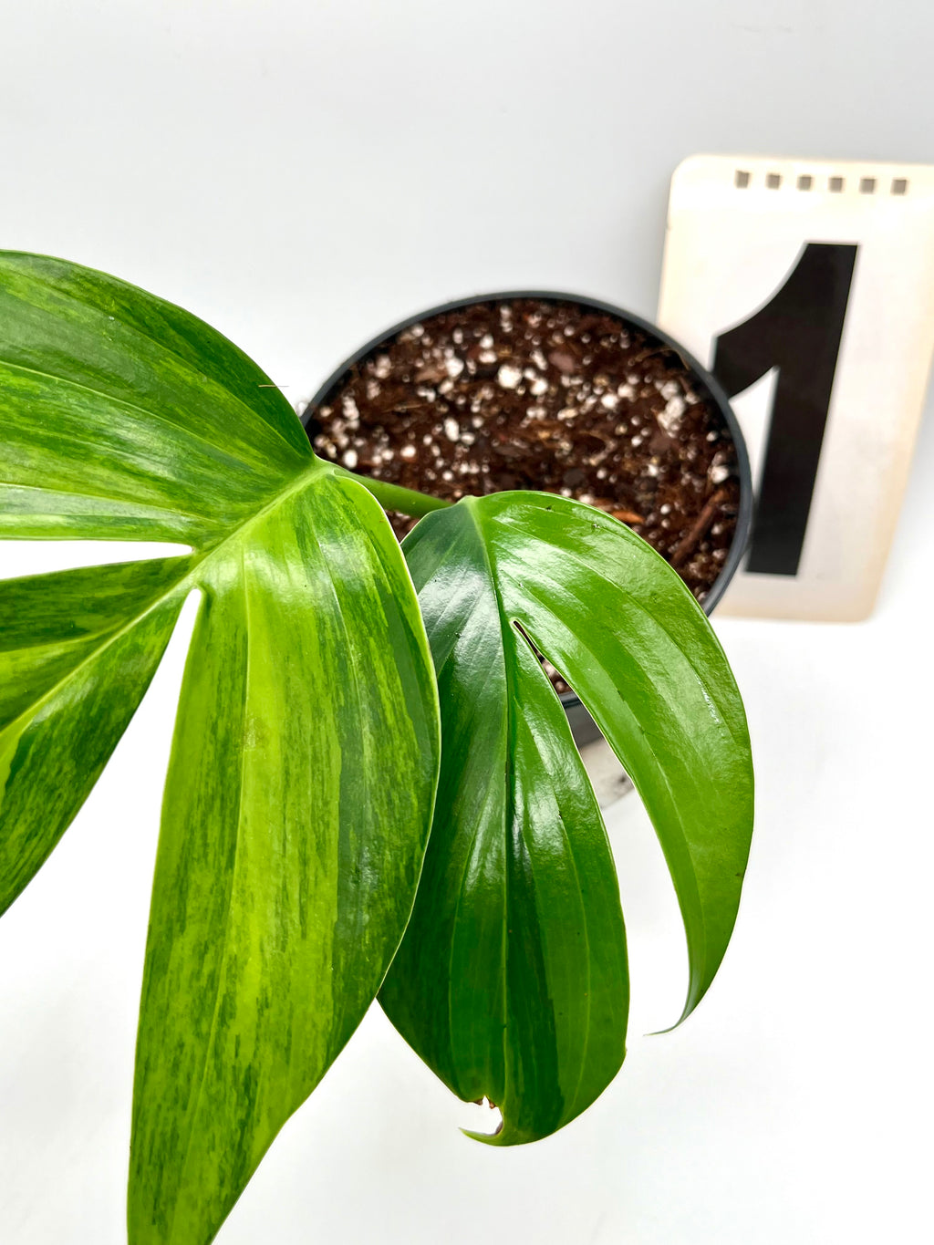 Philodendron Dragon Tail Variegata