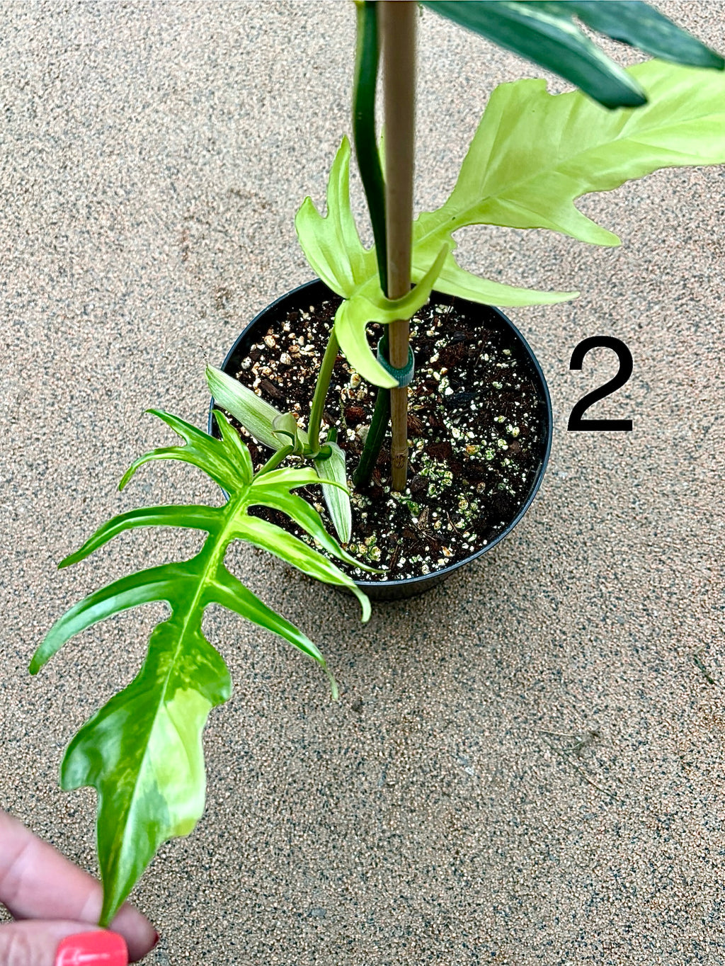 Philodendron Tortum Variegata x Florida Beauty