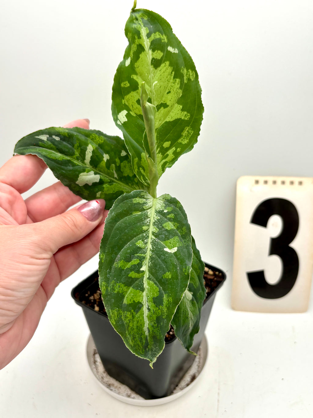 Aglaonema Pictum Tricolor
