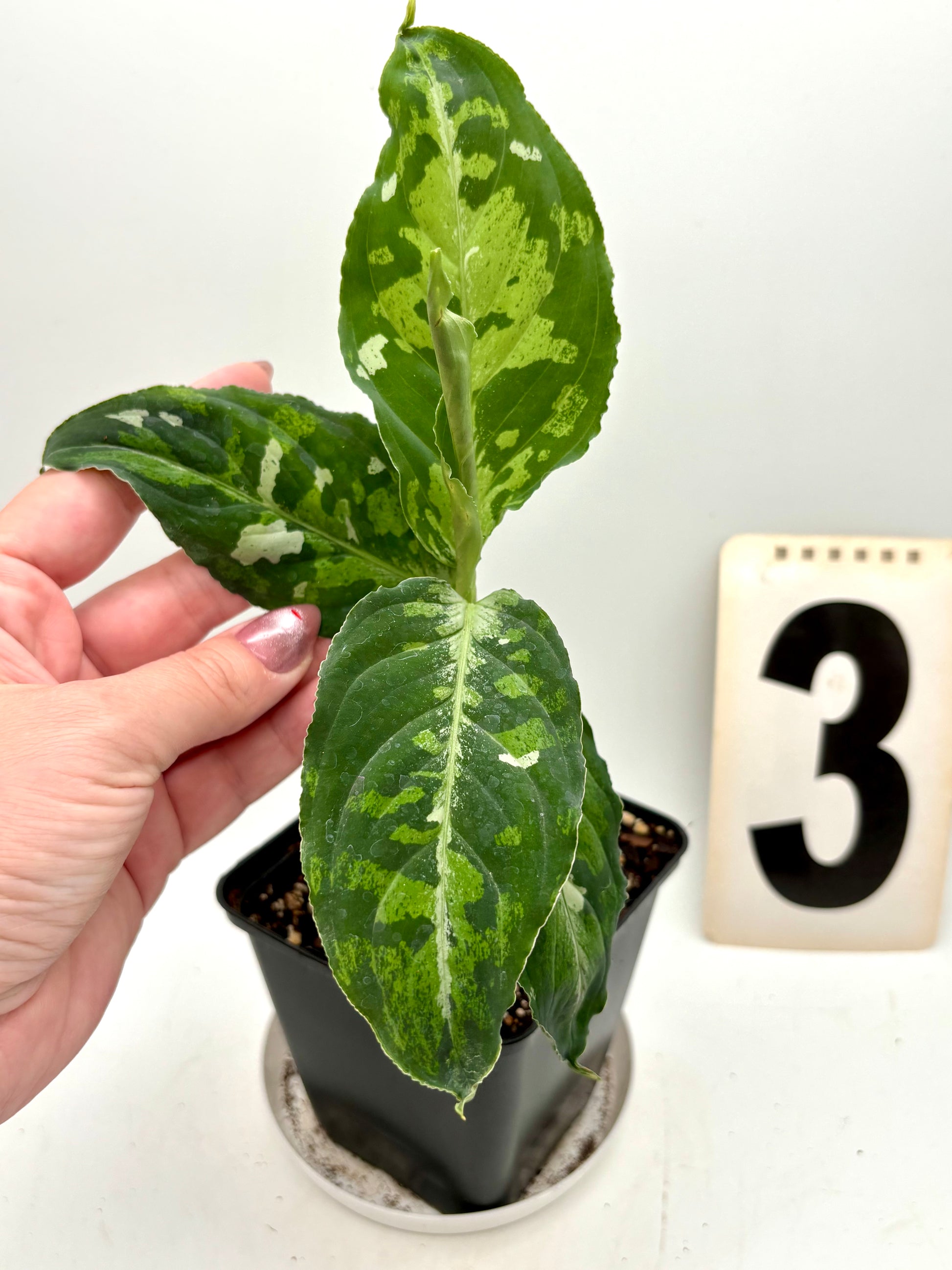 Aglaonema Pictum Tricolor