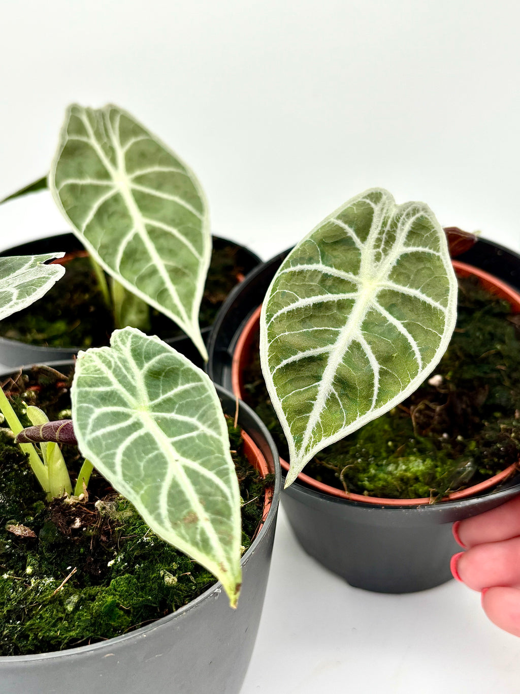 Alocasia Watsoniana Lightning Pflanze mit großen grün-weißen Blättern, exotische Zimmerpflanze von Exotic-Flowers