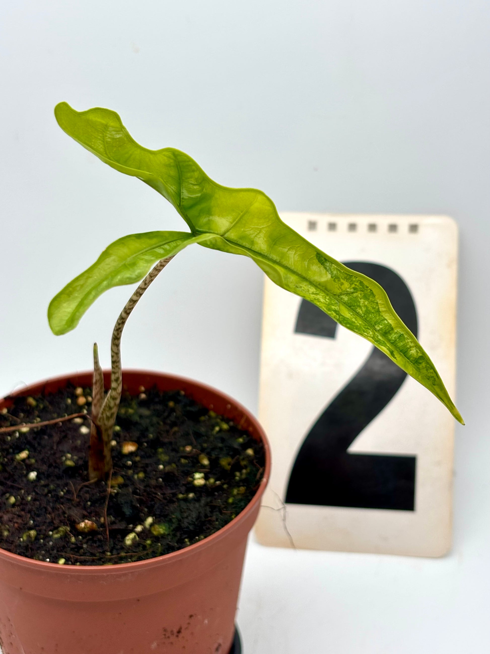 Alocasia Sabrina Variegata Pflanze mit großen, grün-weißen Blättern, exotische Zimmerpflanze von Exotic-Flowers