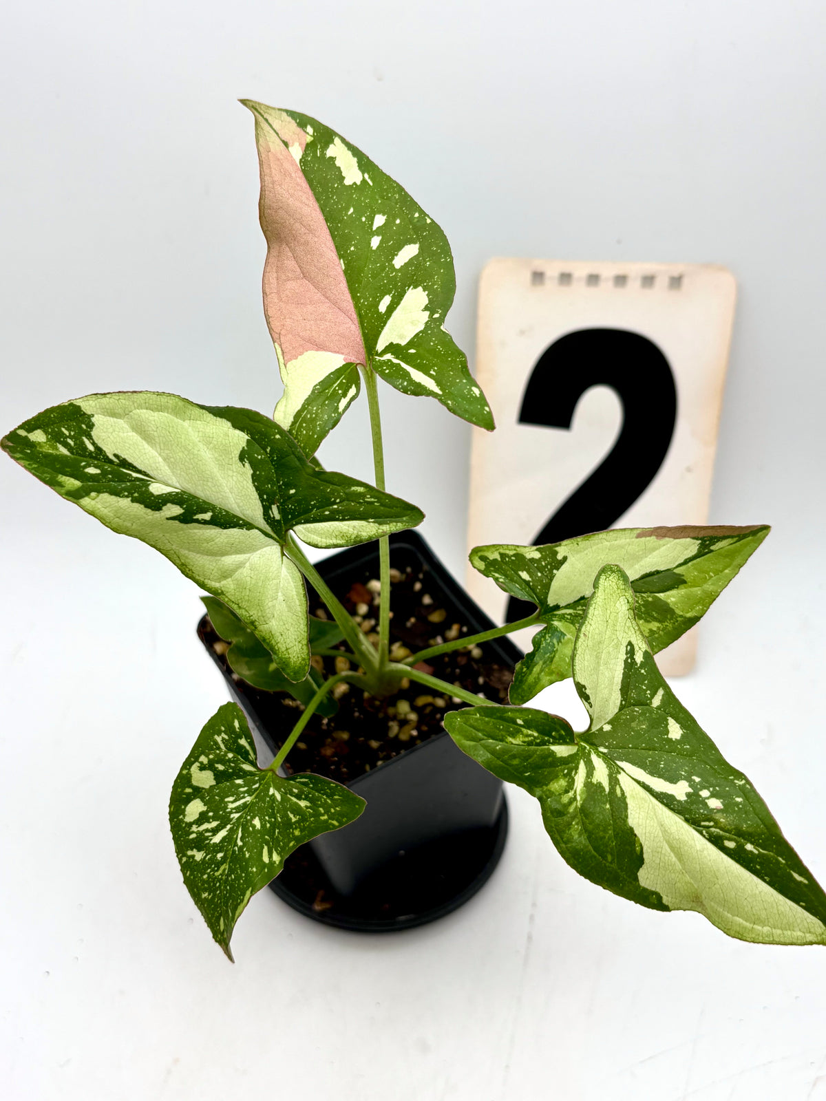 Syngonium Red Spot Tricolor Pflanze mit grünen, roten und weißen Blättern, exotischer Zimmerpflanze von Exotic-Flowers