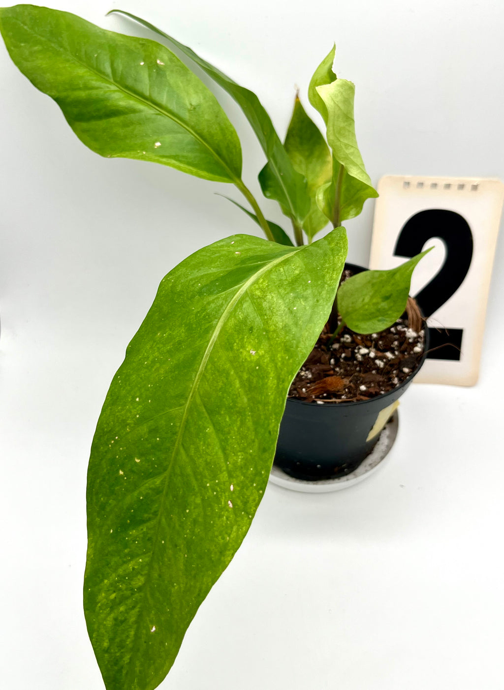 Anthurium Hookeri Variegata