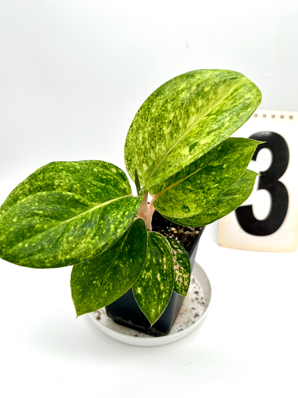 Aglaonema Pink Emerald