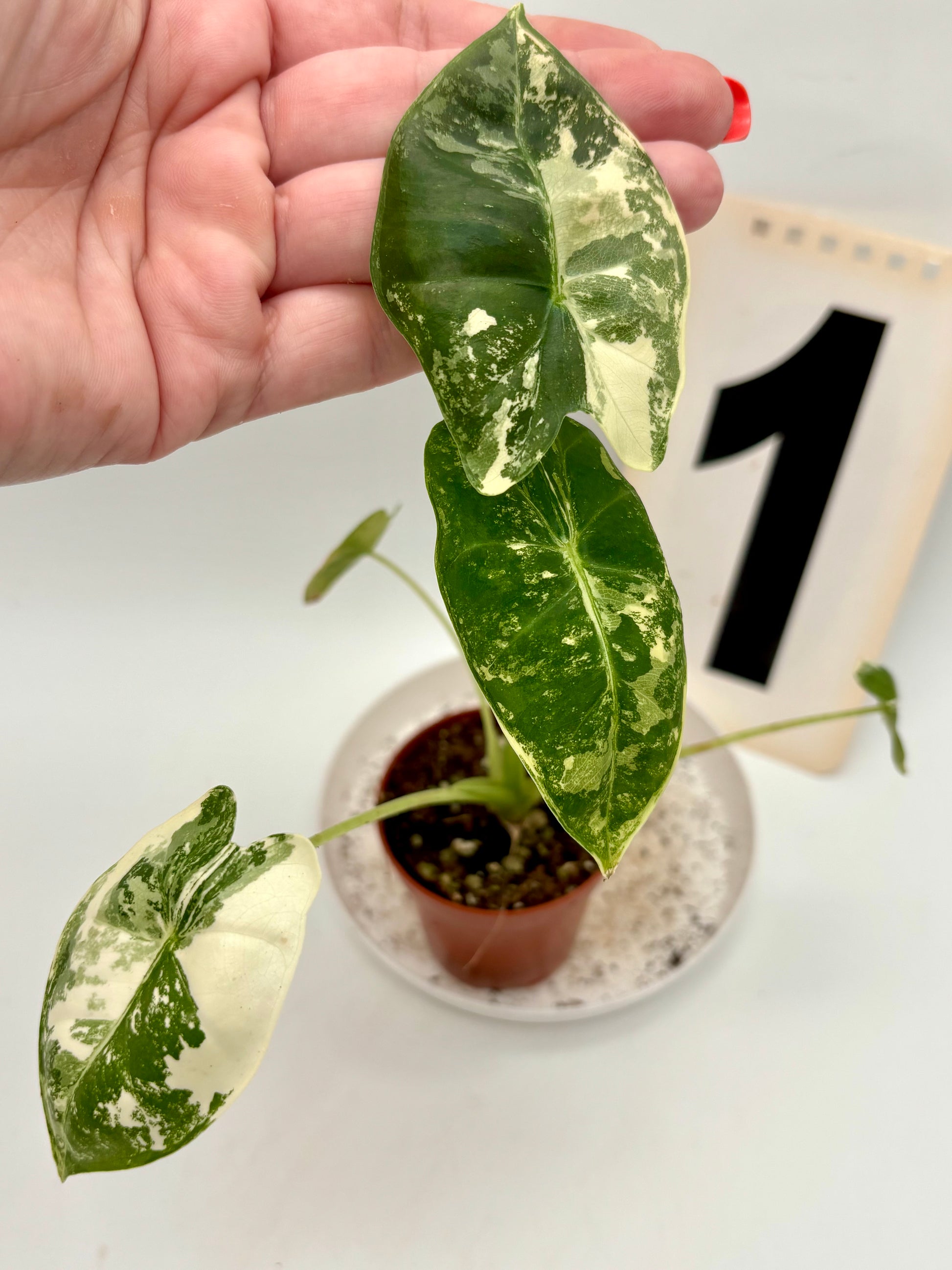 Alocasia Frydek Variegata
