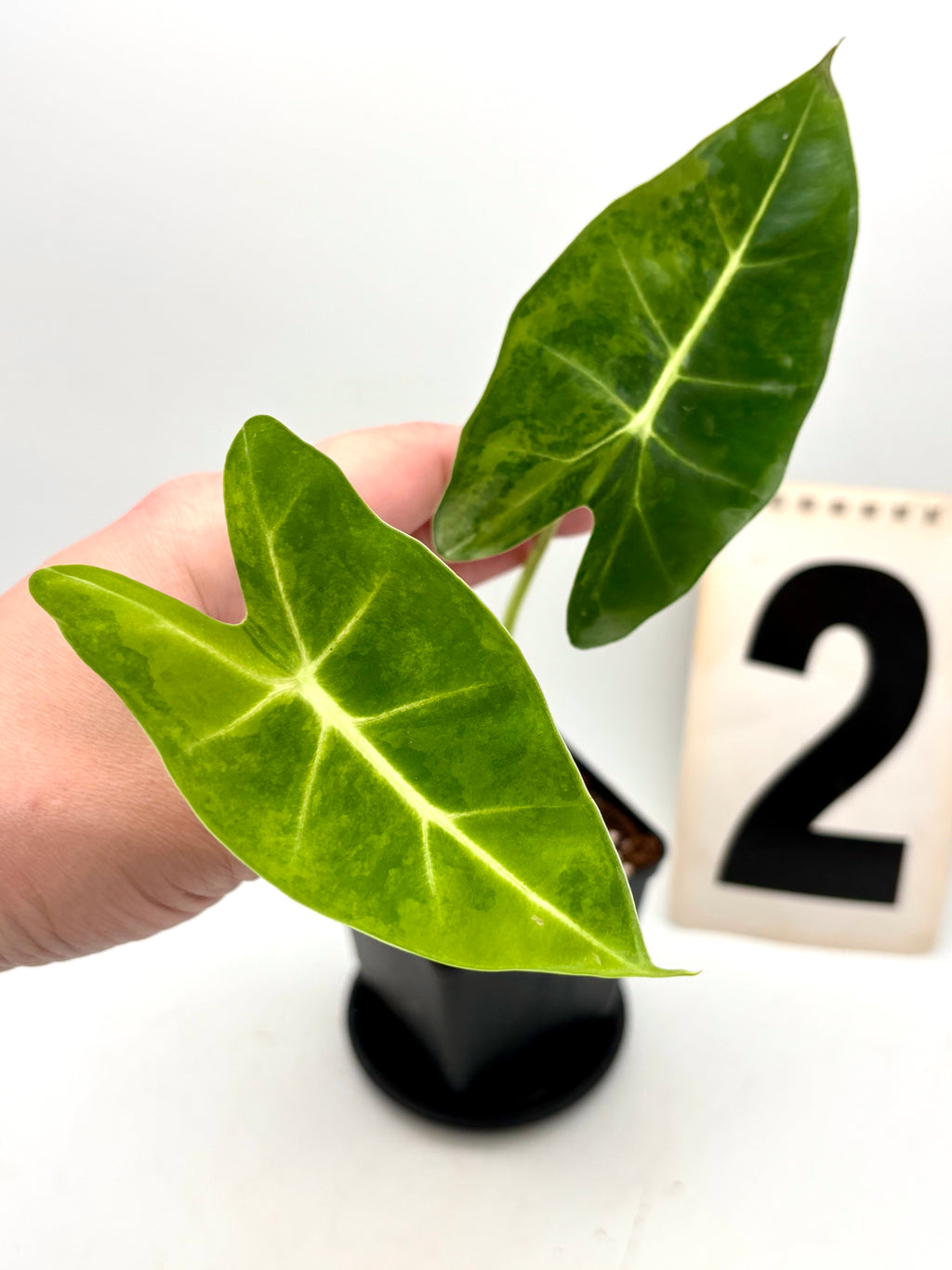 Alocasia Frydek Aurea Pflanze von Exotic-Flowers mit großen, grün-goldenen Blättern in Topf auf Holzunterlage