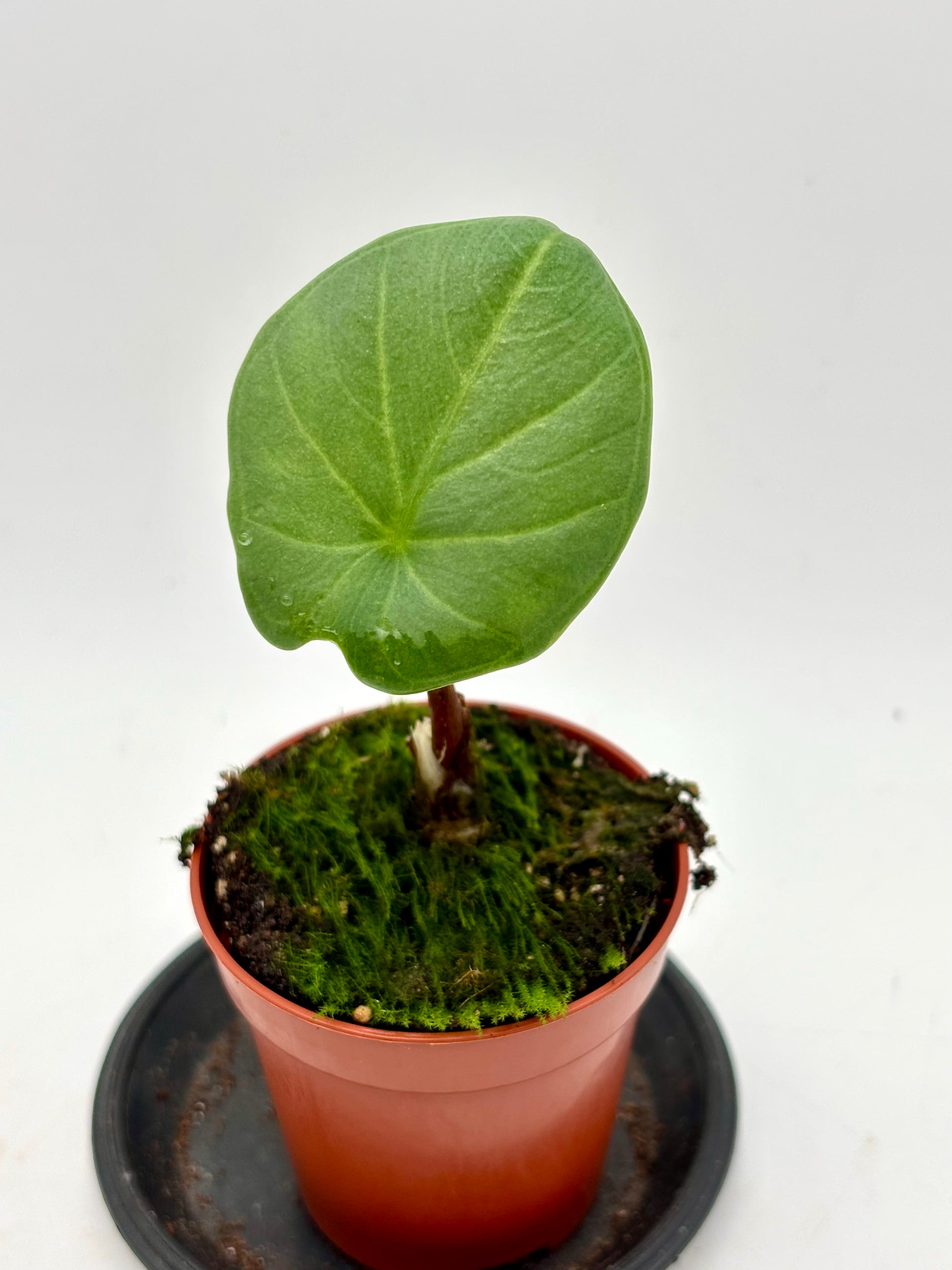 Alocasia Chaii