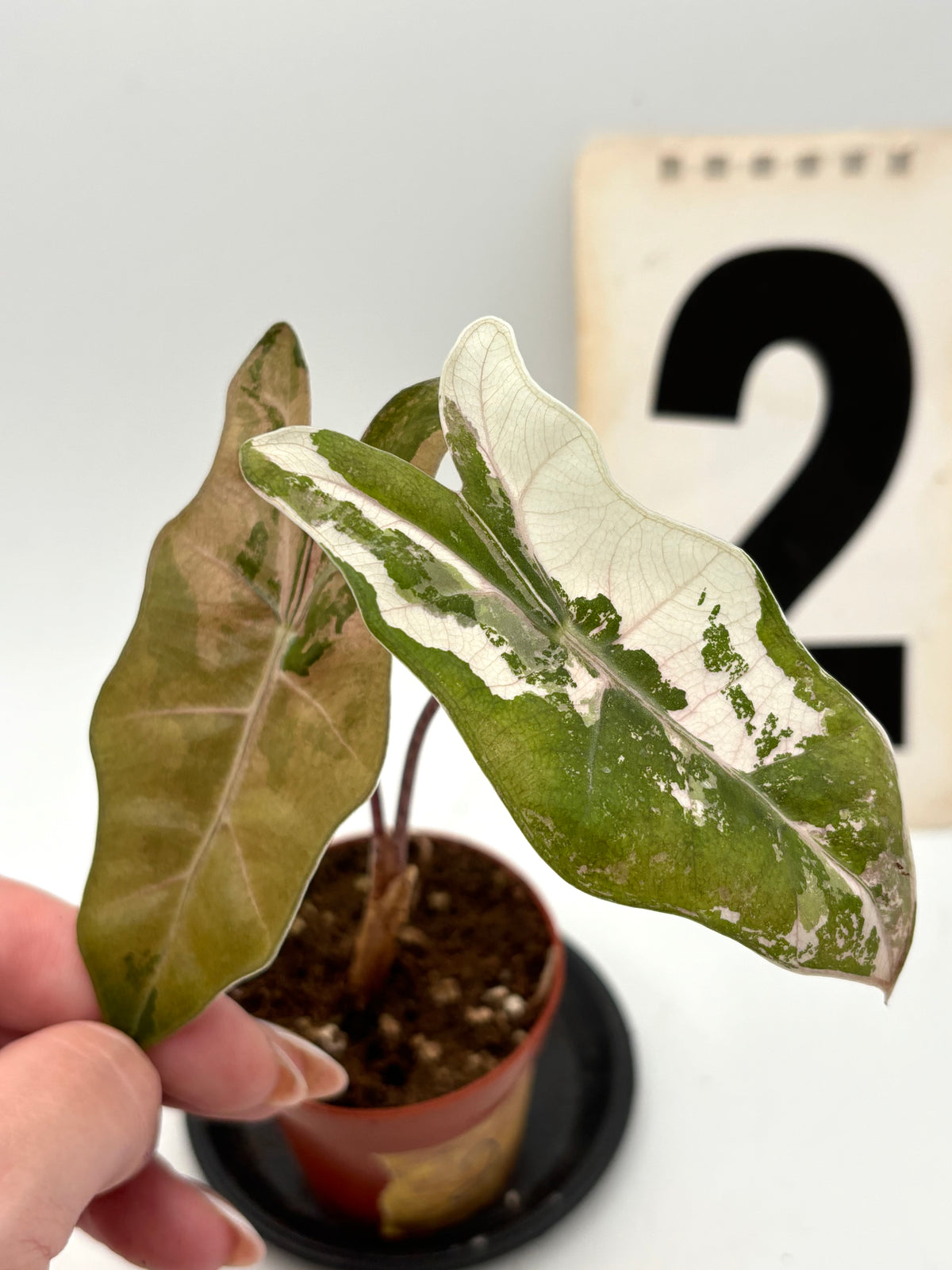 Alocasia Pseudo Sanderiana Pink Variegata Pflanze mit großen grünen und pinkfarbenen Blättern, exotische Zimmerpflanze von Exotic-Flowers