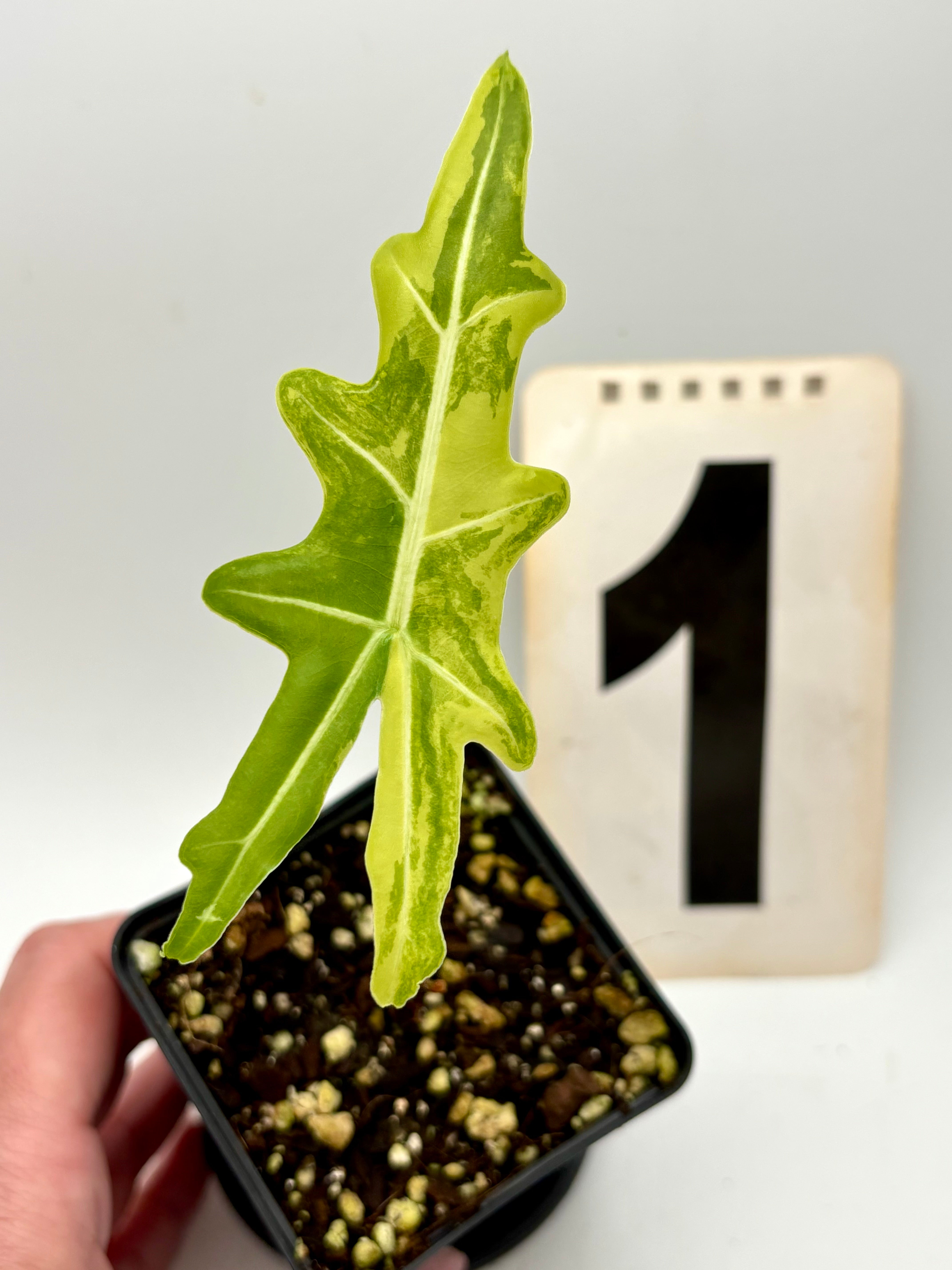 Alocasia Portei Variegata – Exotic-Flowers