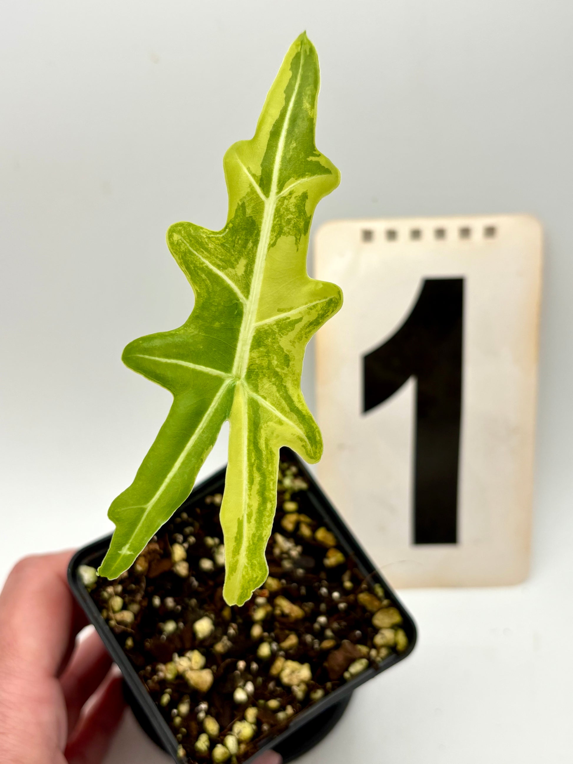 Alocasia Portei Variegata Pflanze mit grünen und weißen Blättern, exotisch und dekorativ, von Exotic-Flowers.
