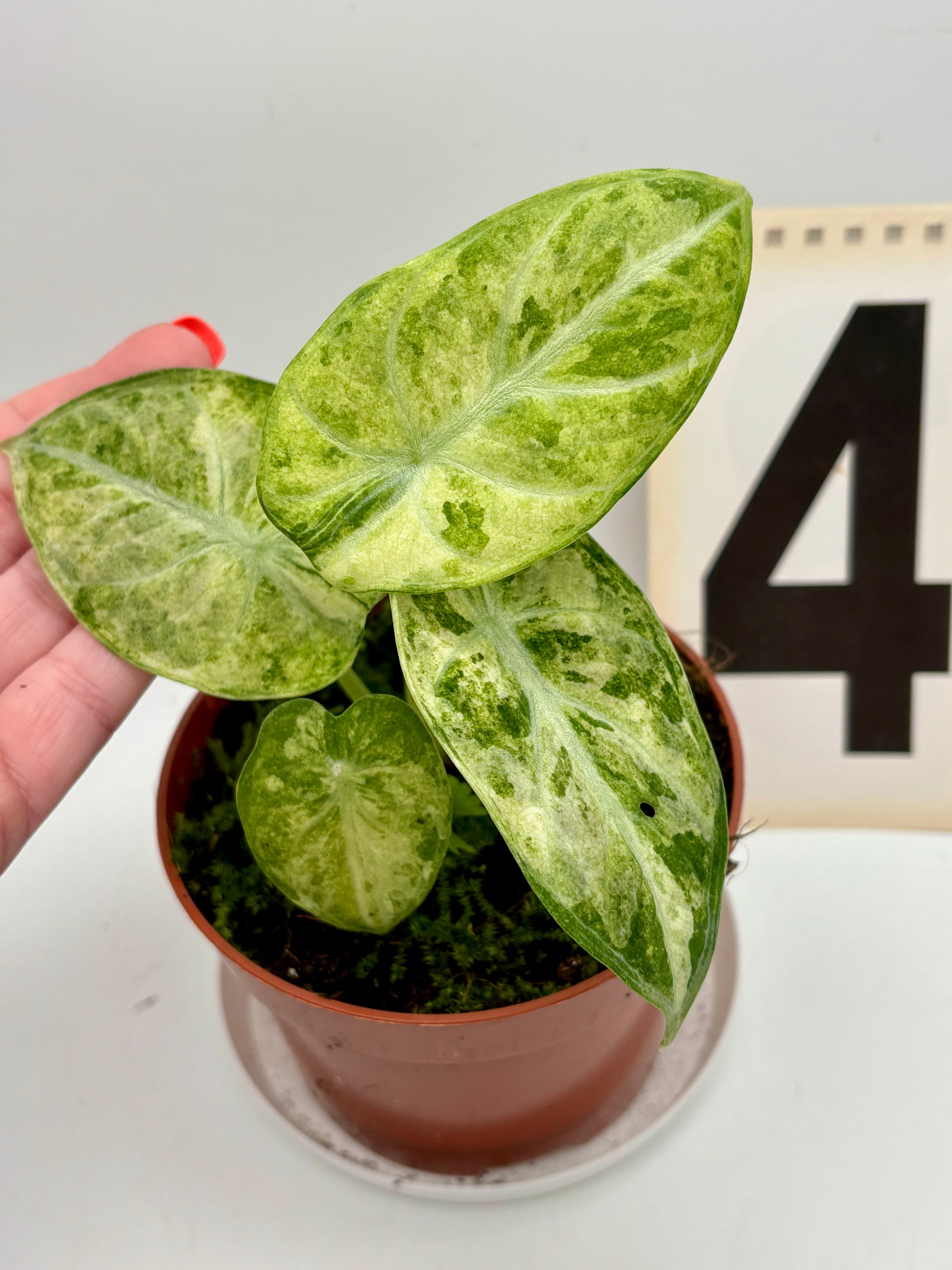 Alocasia Ninja Tricolor