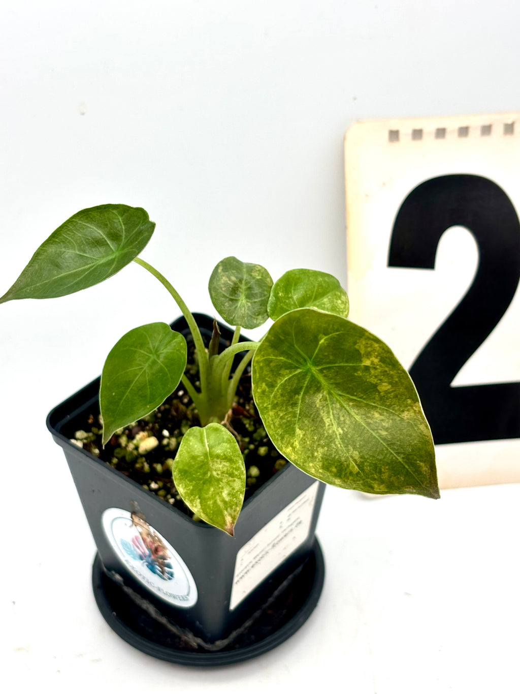 Alocasia Wentii Sunset Variegata von Exotic-Flowers mit grünen und cremefarbenen Blättern