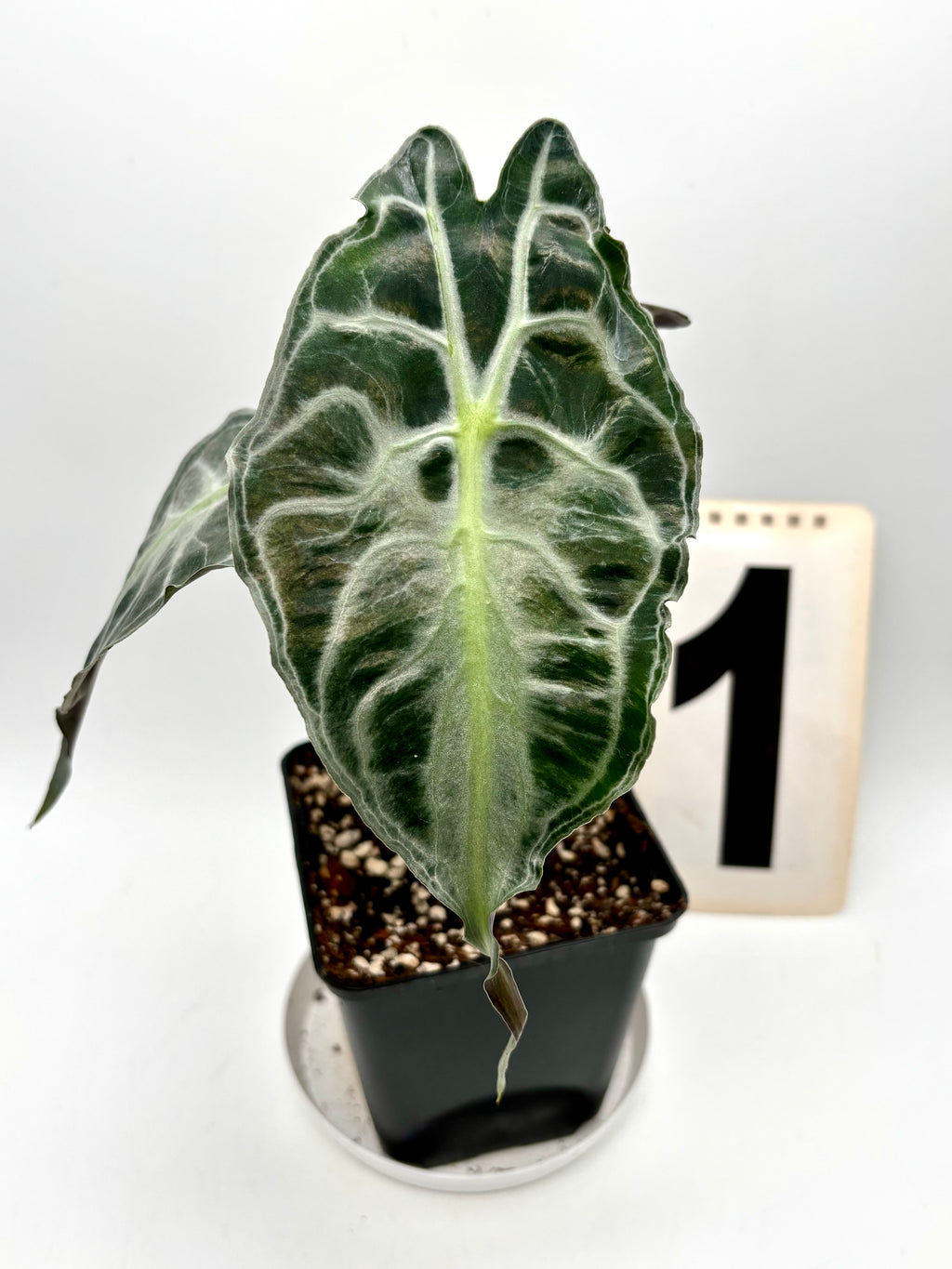 Alocasia Venom