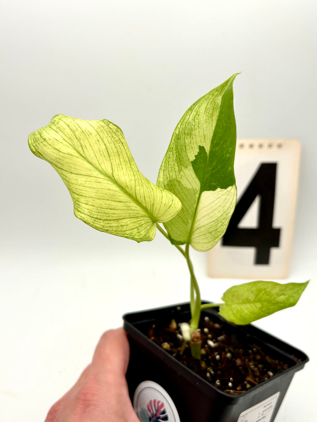 Philodendron Paraiso Verde Albo / Mint Variegata