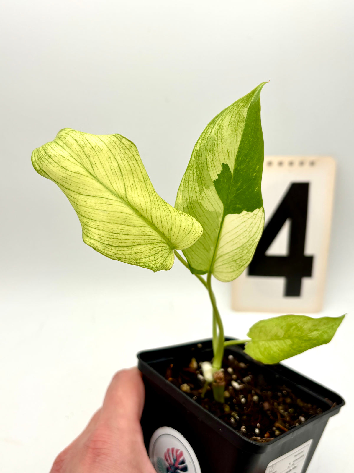 Philodendron Paraiso Verde Albo / Mint Variegata