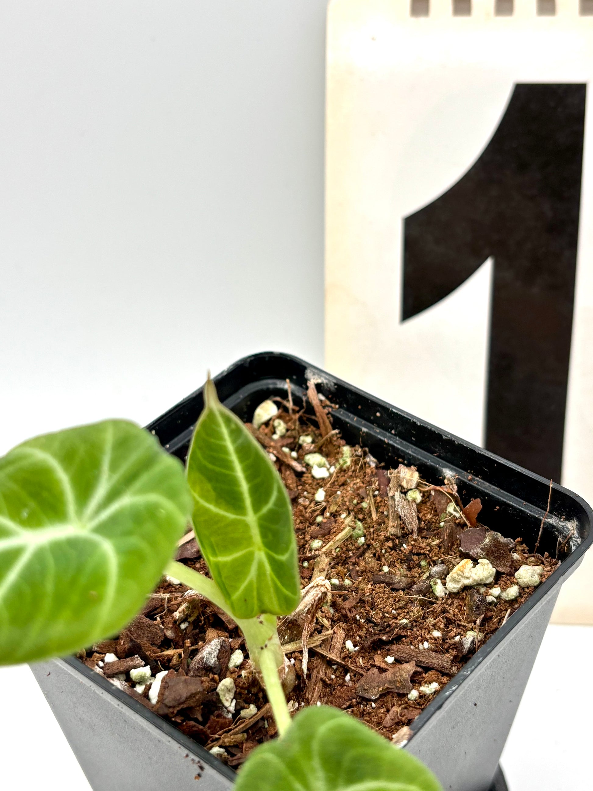 Grüne Alocasia Green Velvet Pflanze von Exotic-Flowers mit großen, samtigen Blättern, Nahaufnahme der Blattform.