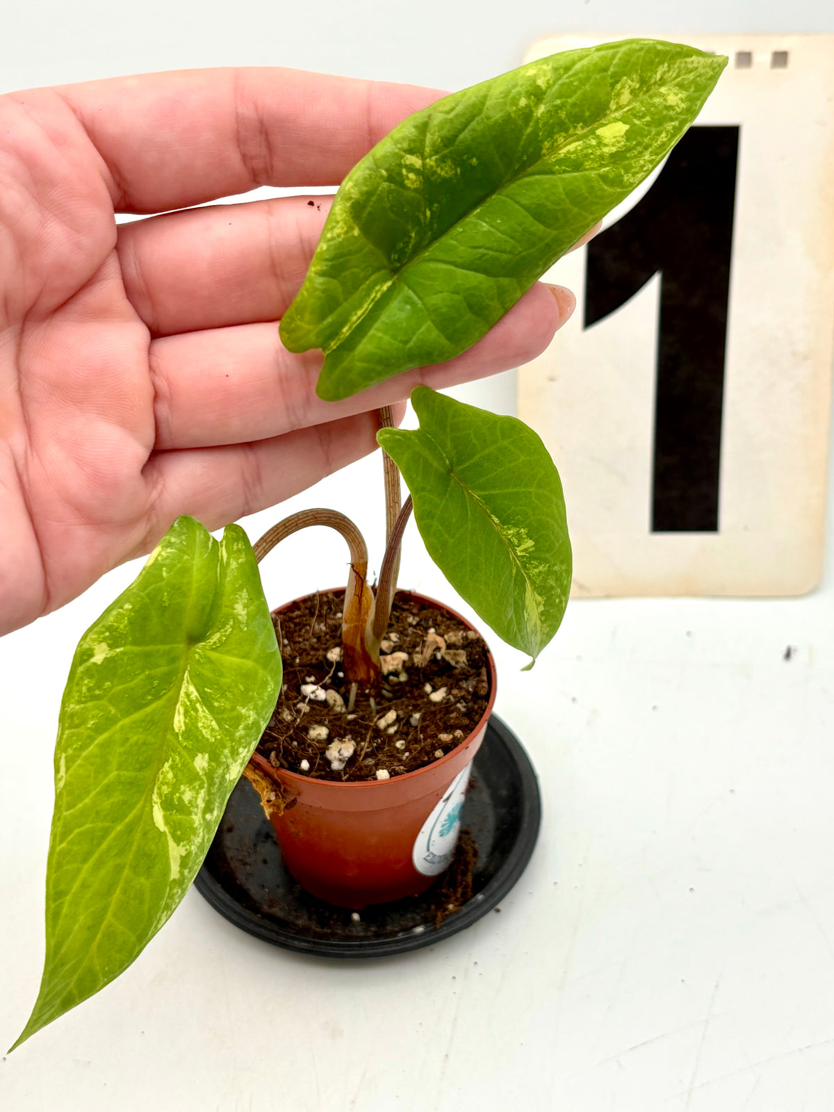 Alocasia Scalprum Variegata