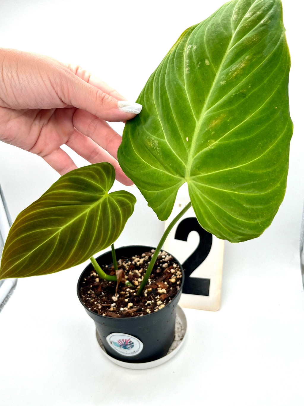 Philodendron Splendid