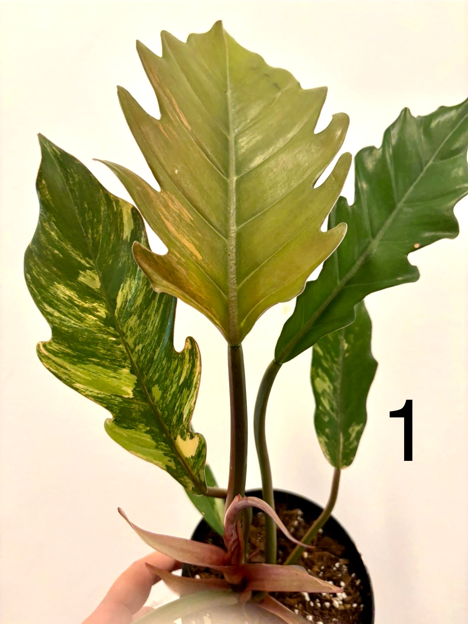 Exotischer Philodendron Caramel Marble mit grünen und braunen Blättern, Zimmerpflanze von Exotic-Flowers.