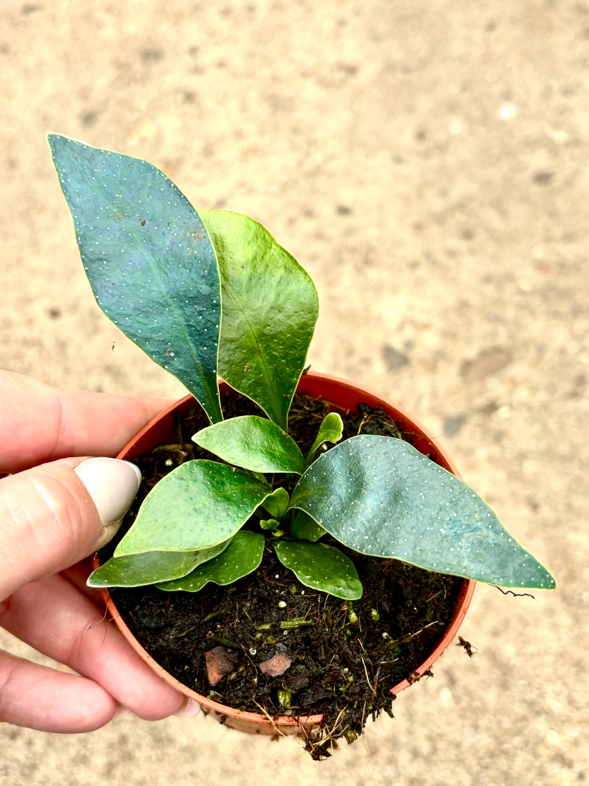 Microsorum Siamensis