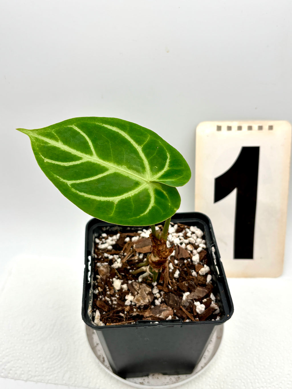 Anthurium Magnificum - Exotic-Flowers