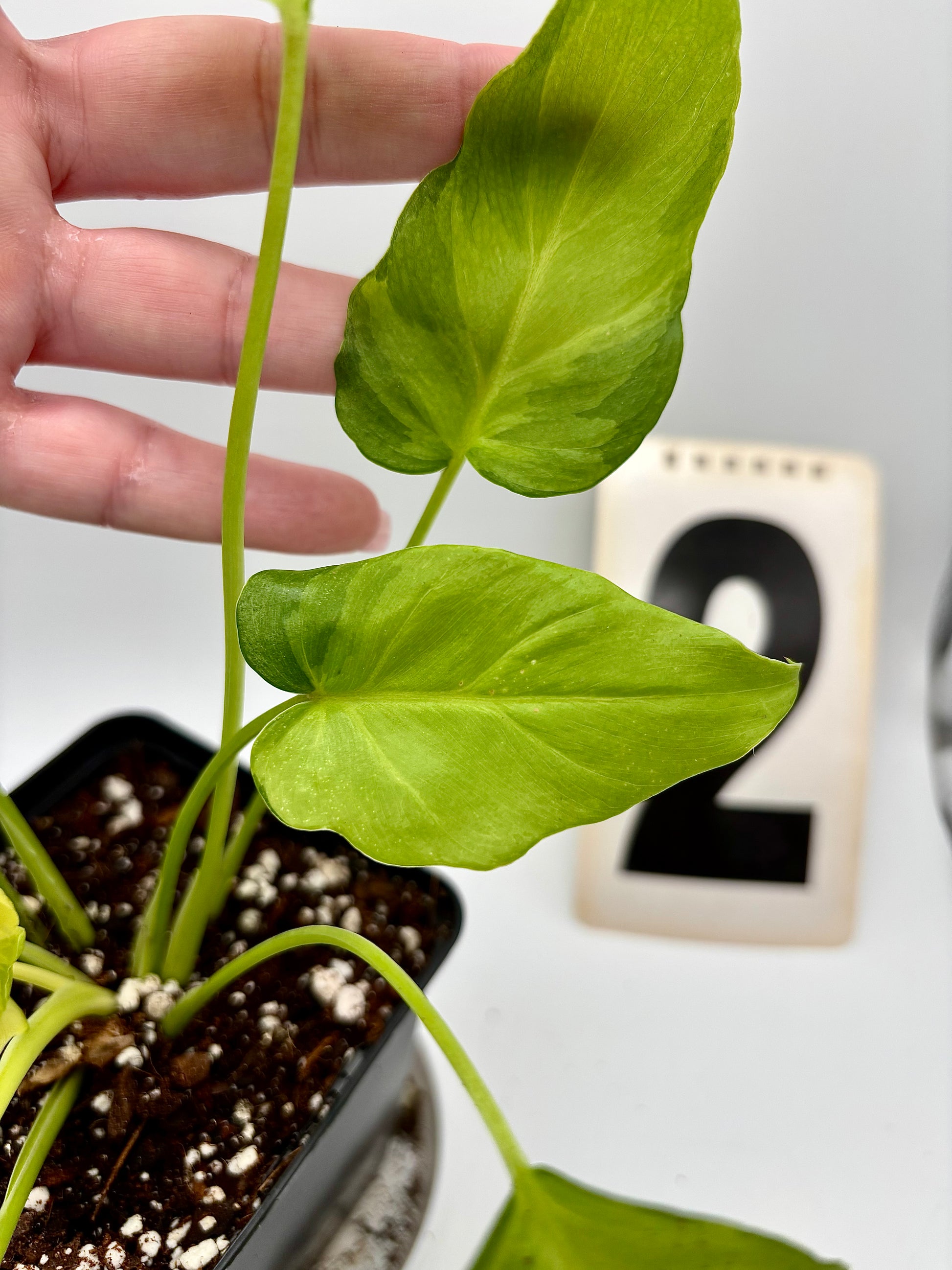 Philodendron Xanadu Dwarf Variegata - Exotic-Flowers