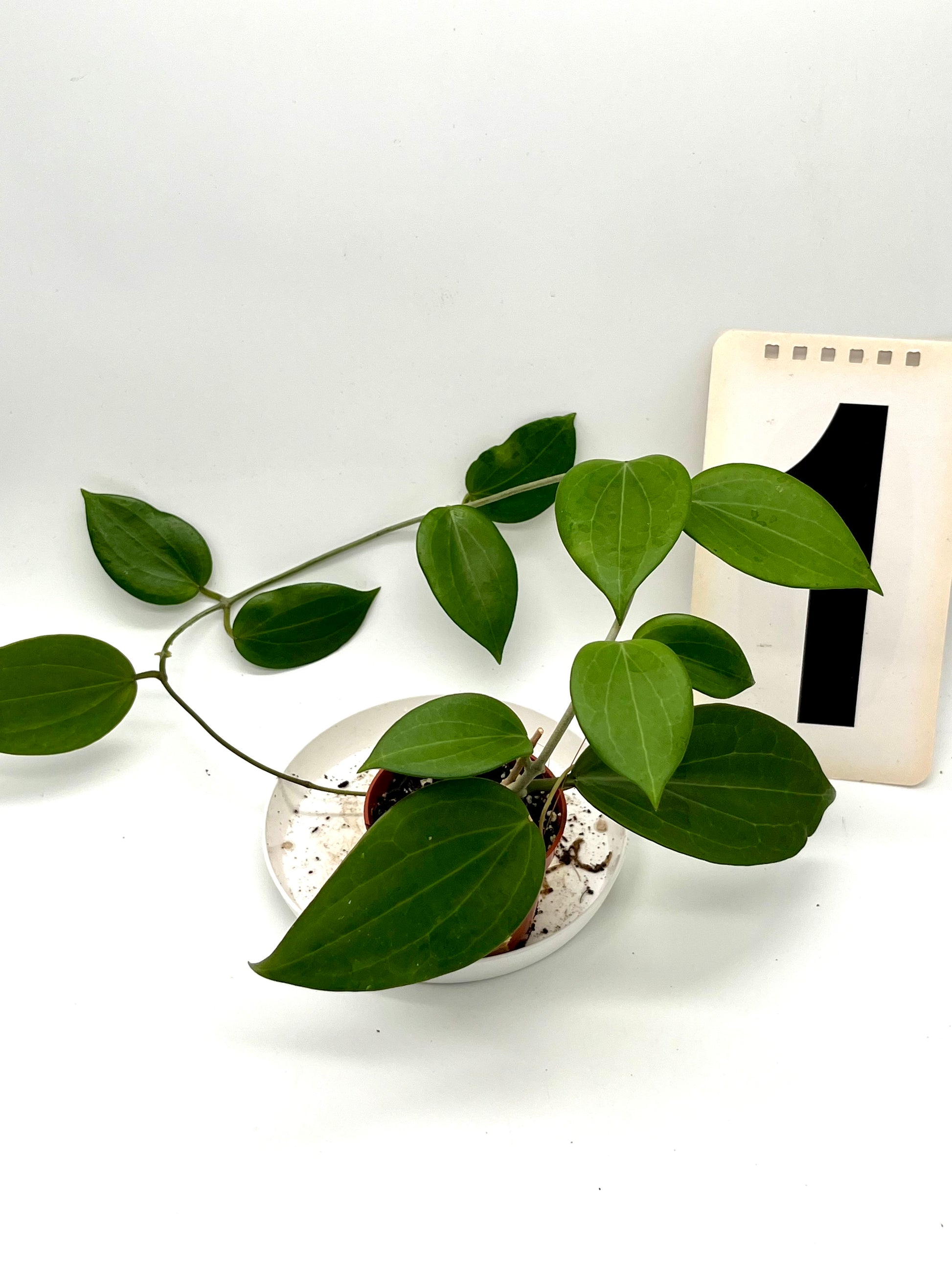 Hoya Nicholsoniae