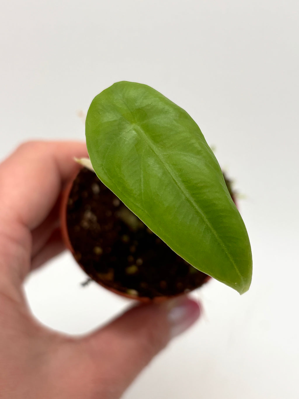 Grüne Alocasia Venusta Pflanze mit großen, gezackten Blättern, präsentiert von Exotic-Flowers.