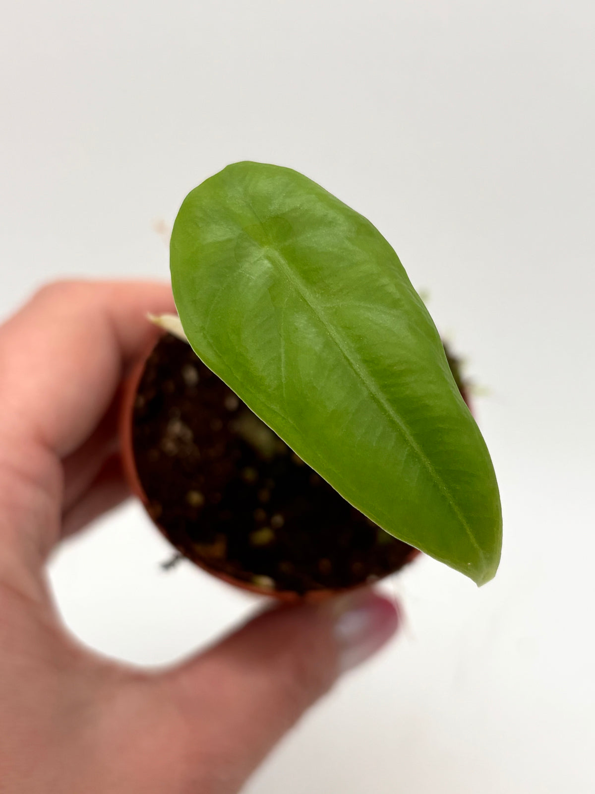 Grüne Alocasia Venusta Pflanze mit großen, gezackten Blättern, präsentiert von Exotic-Flowers.
