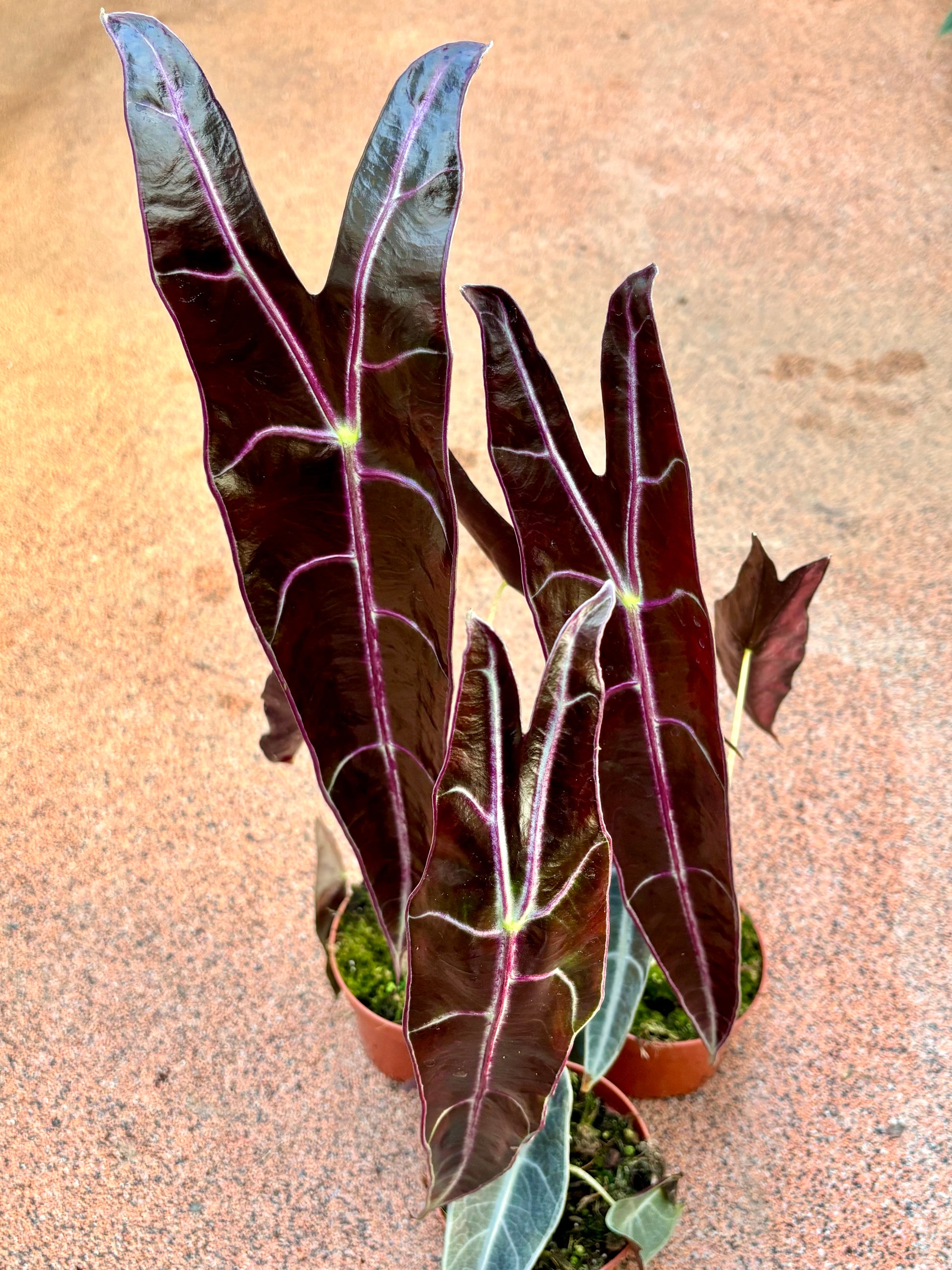Alocasia Longiloba Purple - Exotic-Flowers