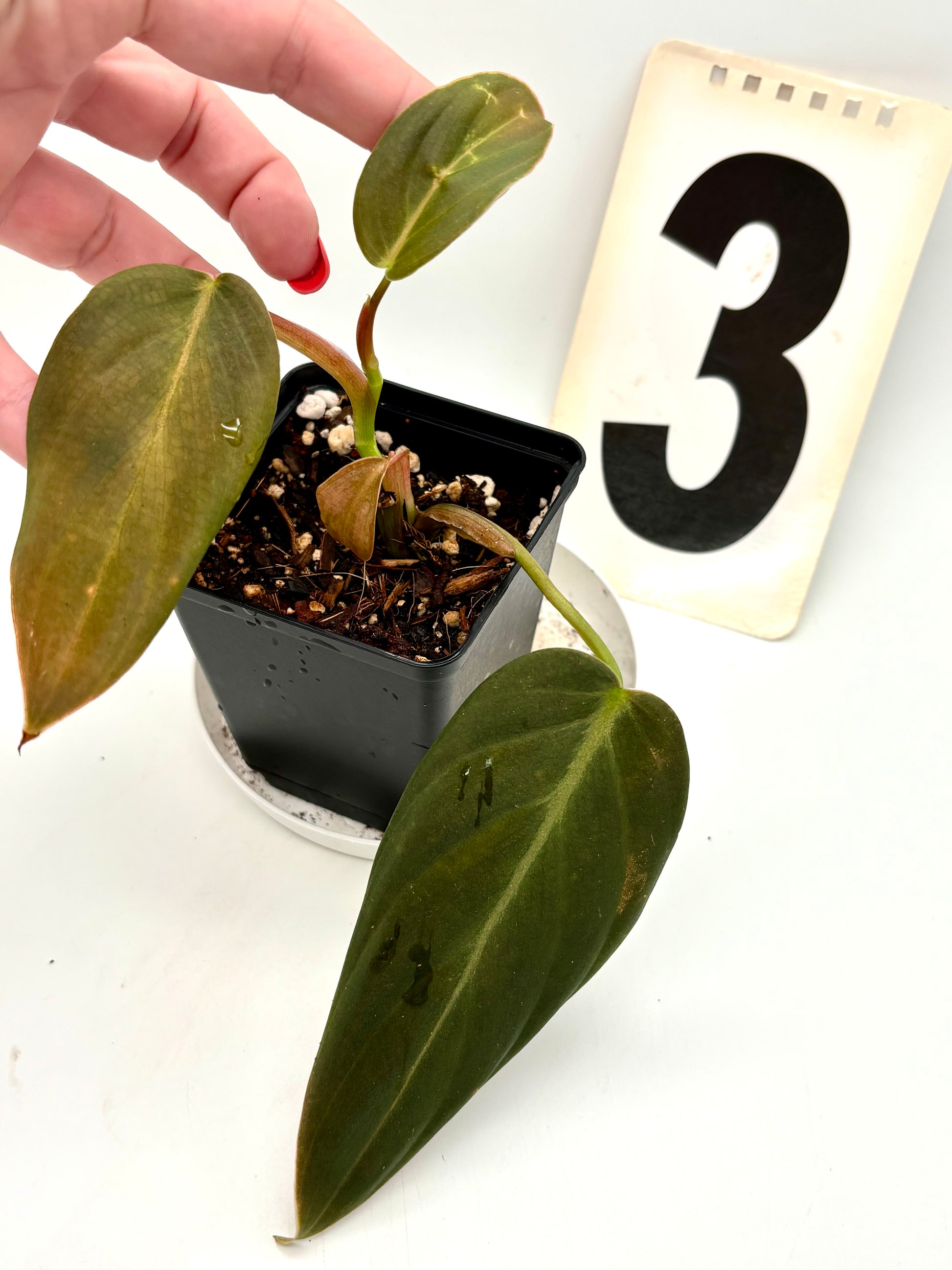 Philodendron Gigas
