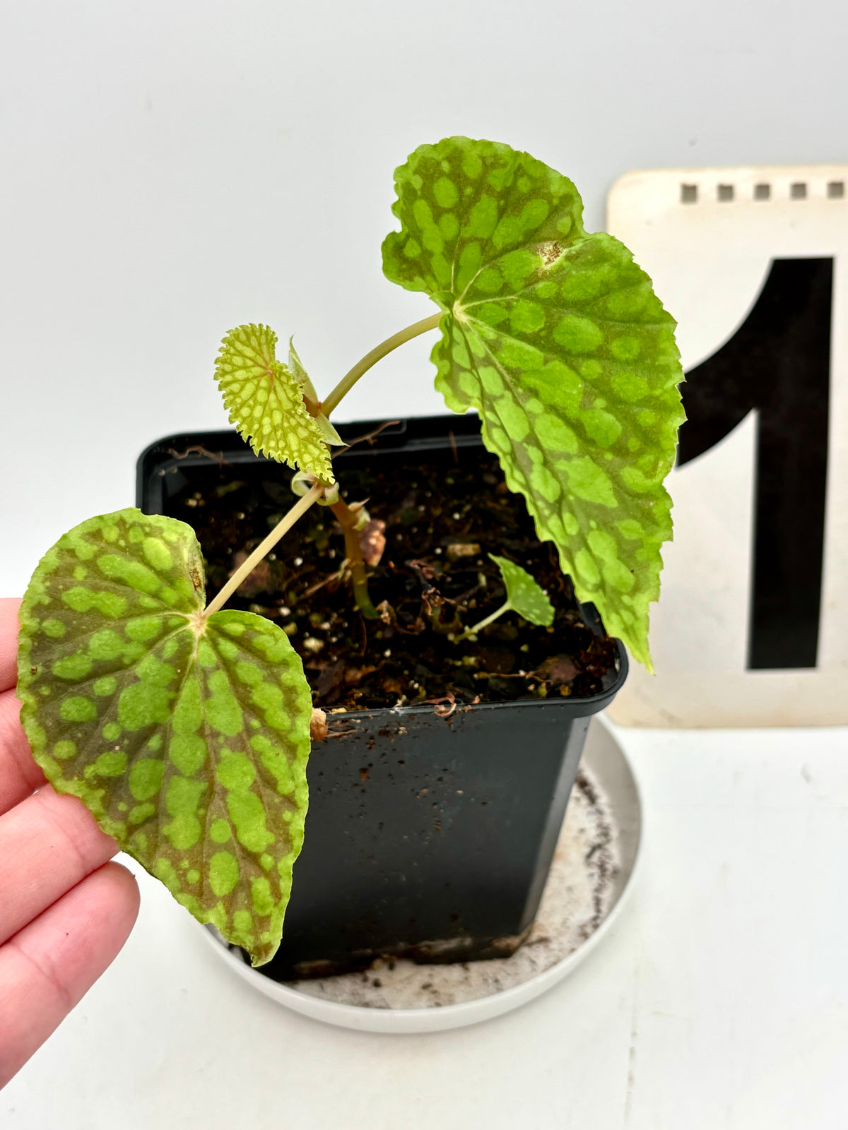 Chlorosticta Begonie von Exotic-Flowers mit grün-weißen Blättern auf dunklem Hintergrund, detailreiche Pflanzenaufnahme
