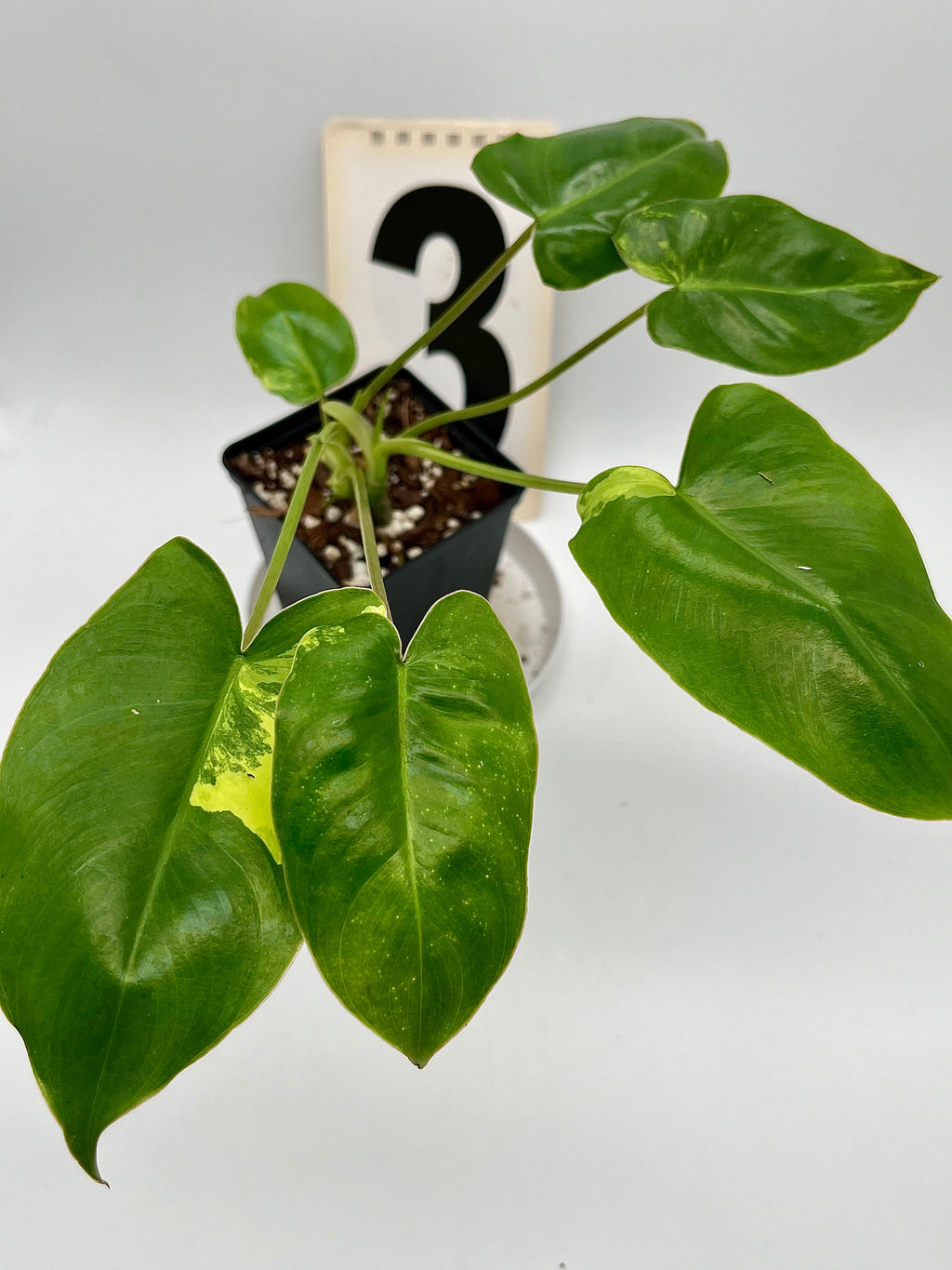 Philodendron Burle Marx Variegata