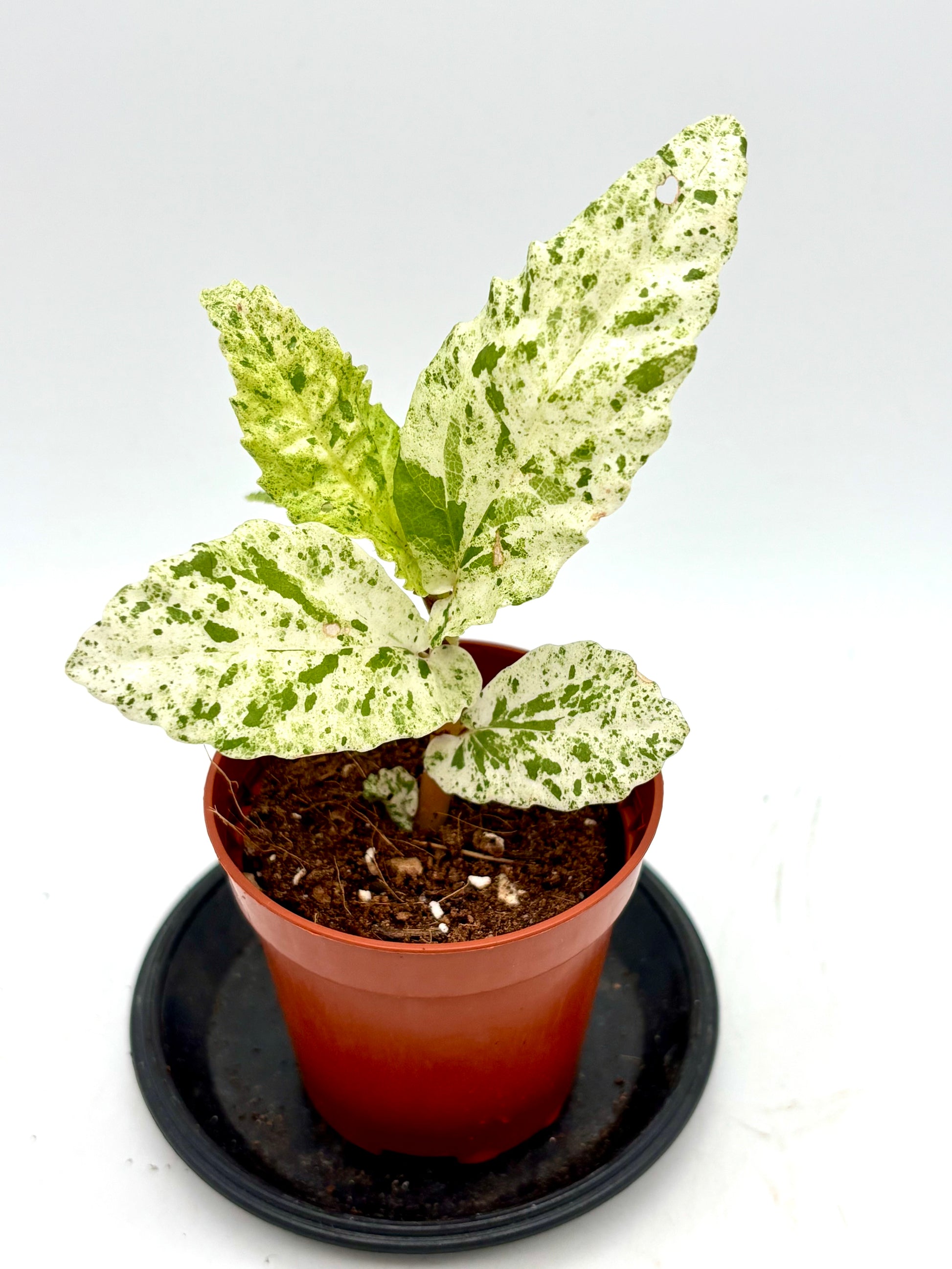 Pellionia Repens Variegata