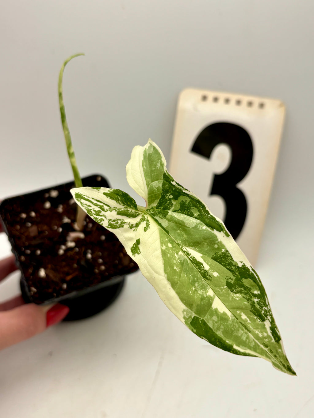 Syngonium Albo Variegata