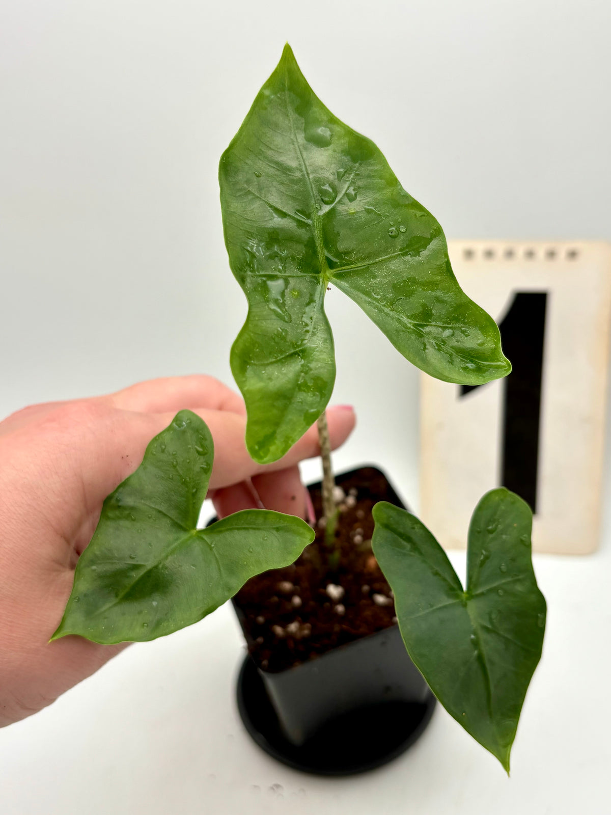 Alocasia Nycteris Pflanze von Exotic-Flowers, große grüne Blätter mit bat-ähnlichen Flügeln, im Top auf einem Holztisch.