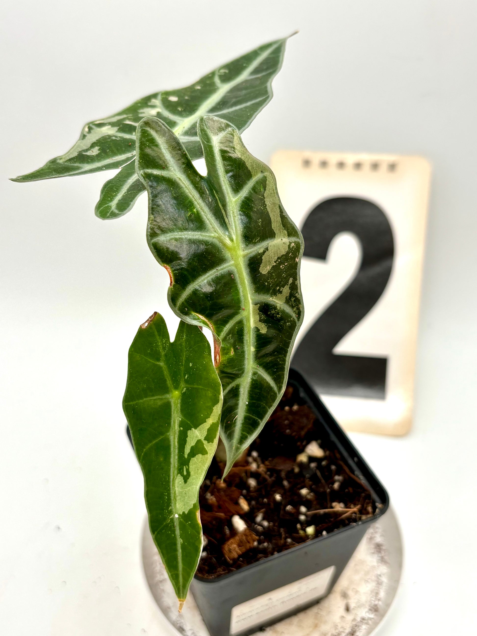 Alocasia Polly Variegata