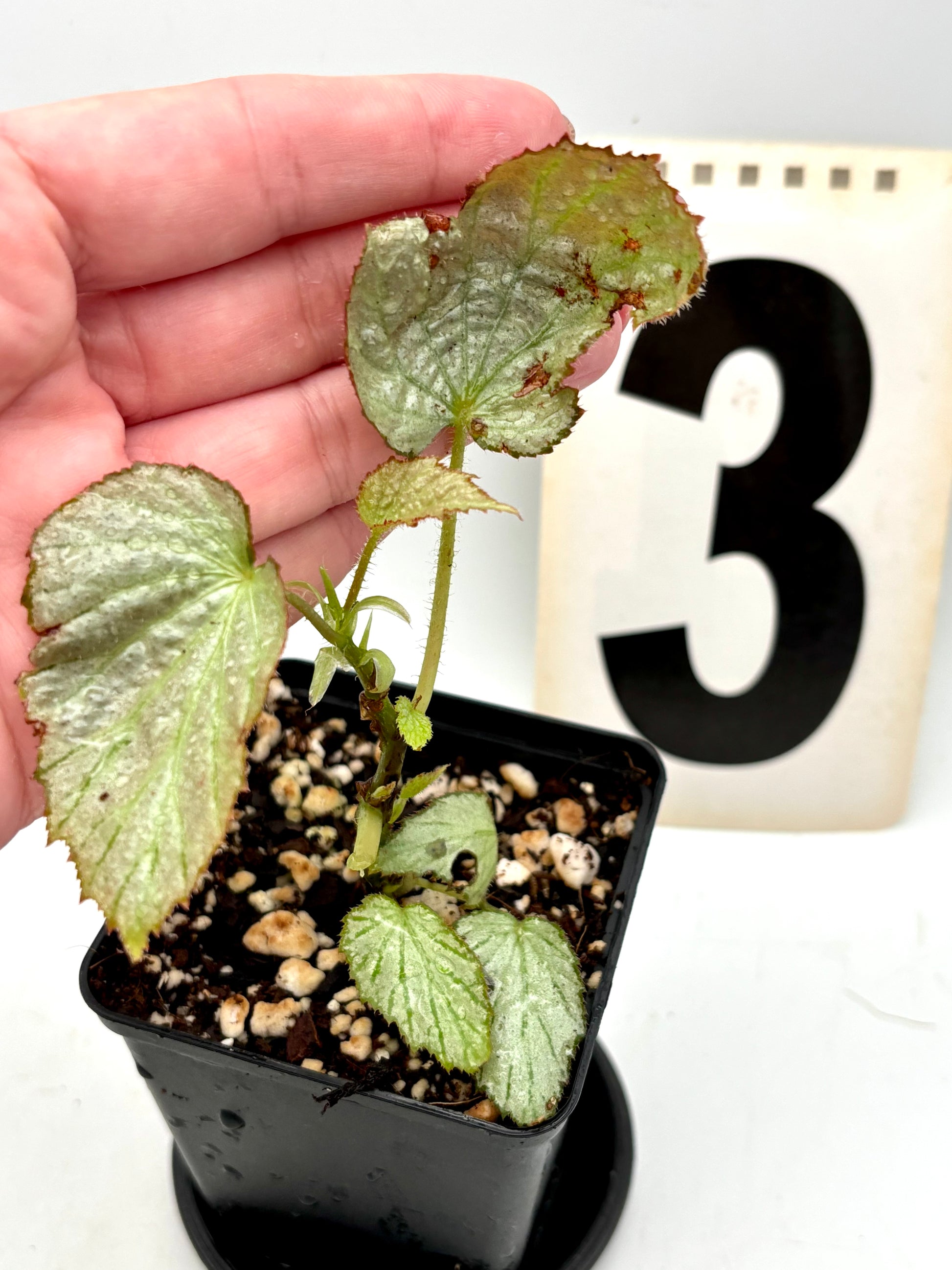 Begonia Two Face