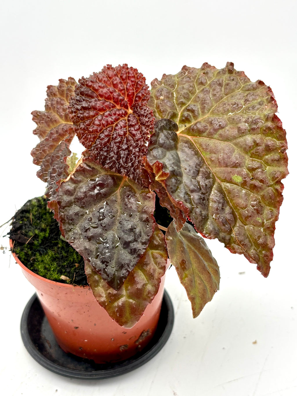 Begonia Black Mountain