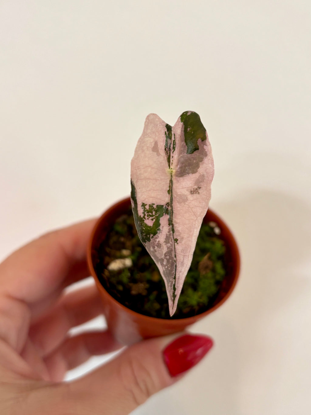 Alocasia Nobilis Variegata