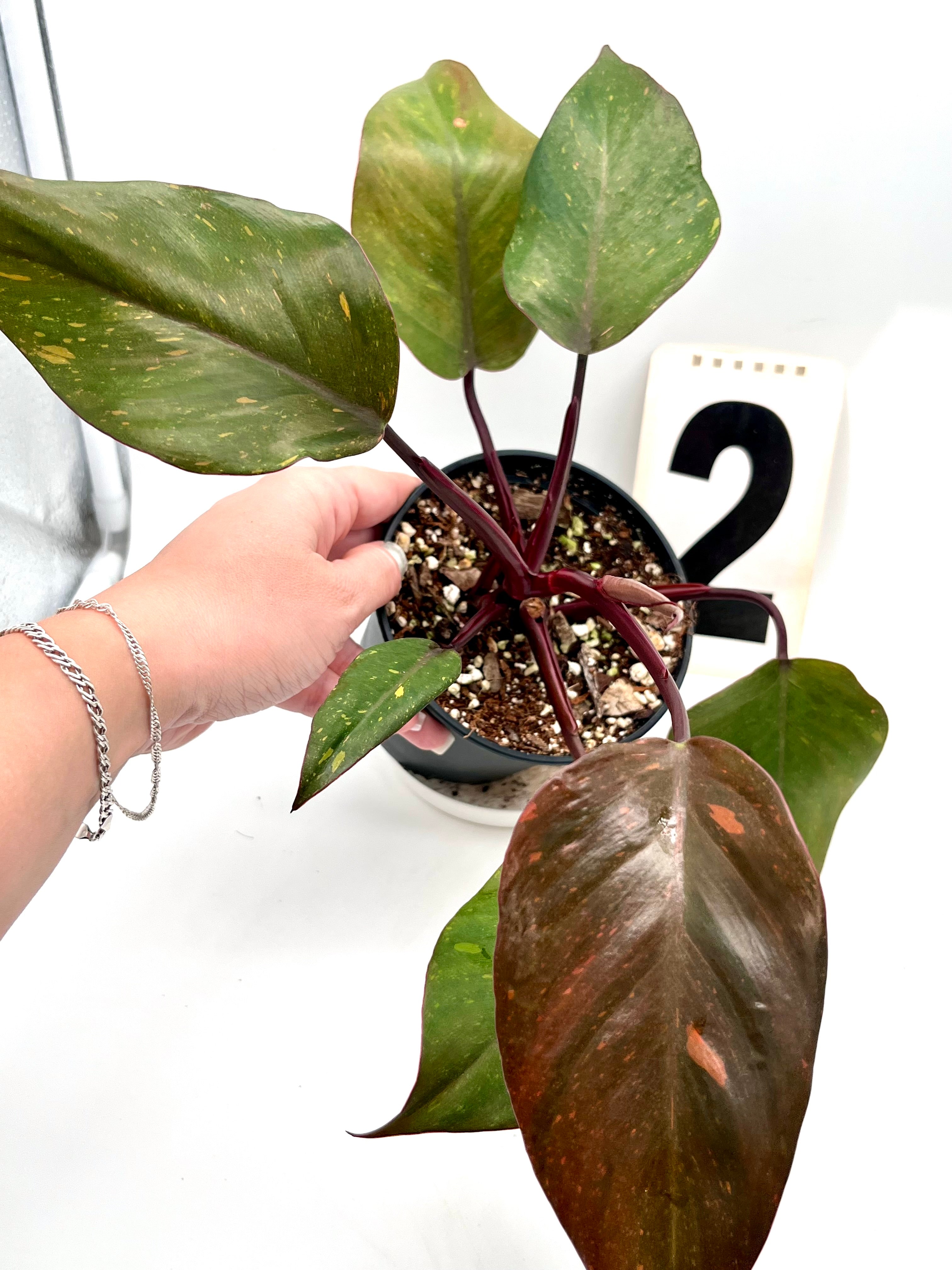 生活雑貨 Philodendron Orange Princess Philodendron Orange Princess XXL