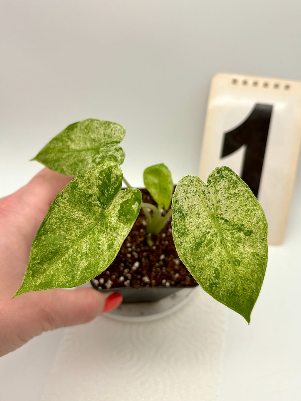 Alocasia Odora Batik