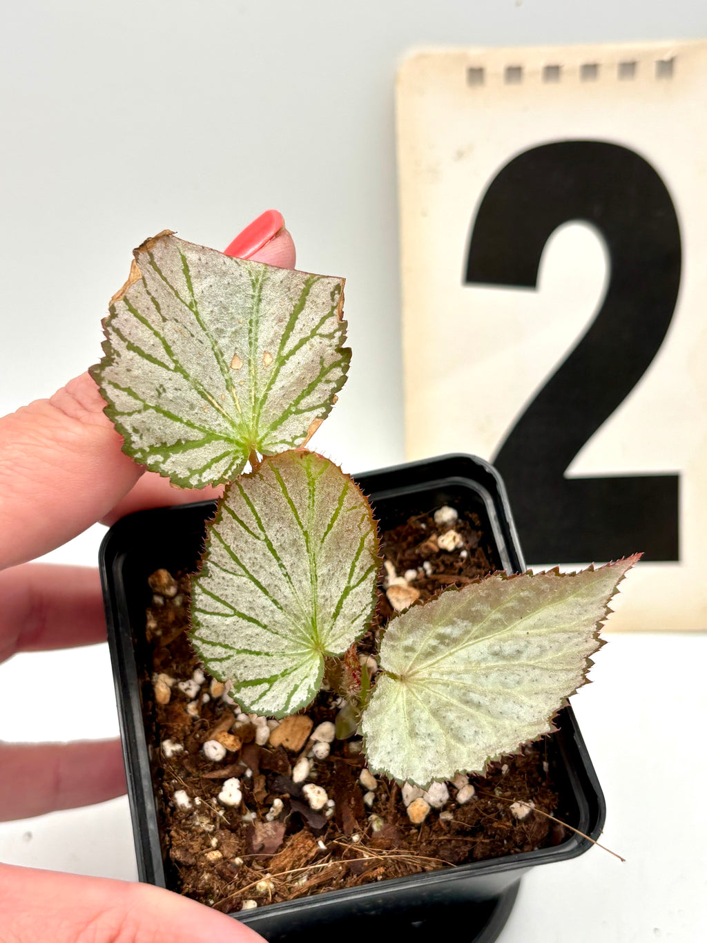 Begonia Two Face - Exotic-Flowers