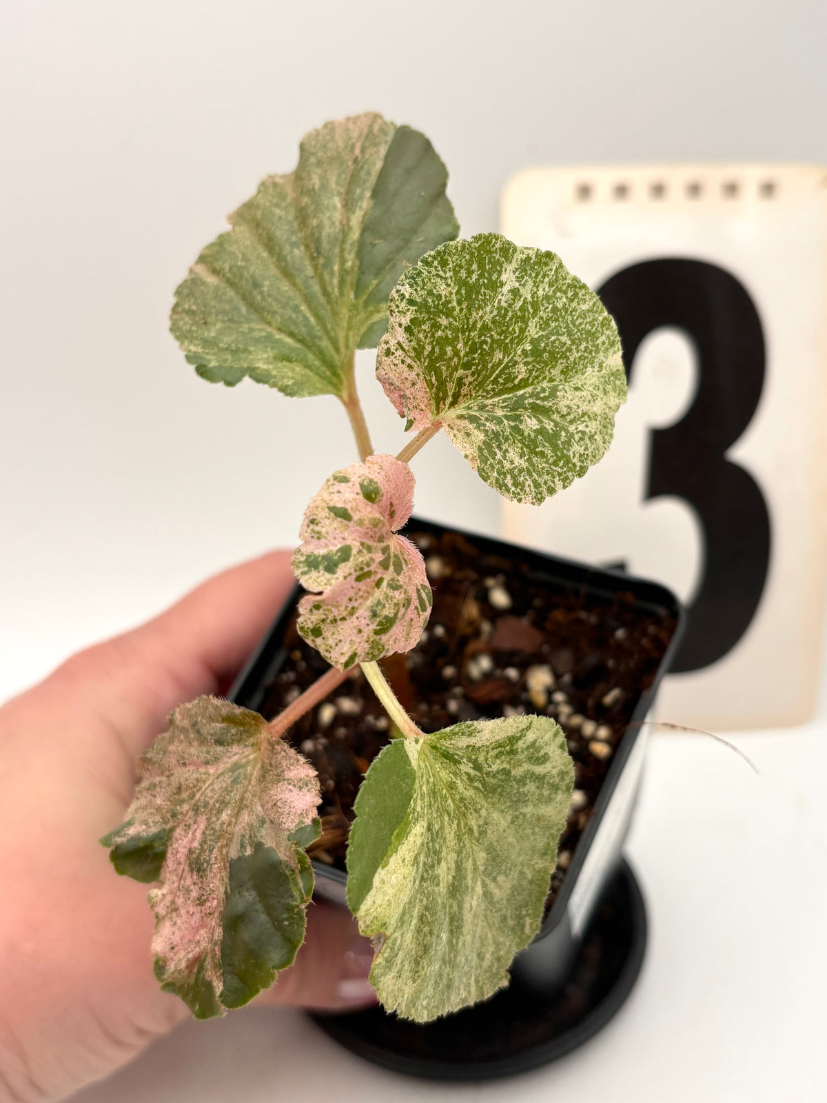 Variegierte Begonia Cucullata von Exotic-Flowers mit grünen und weißen Blättern auf einem Topf sichtbar.