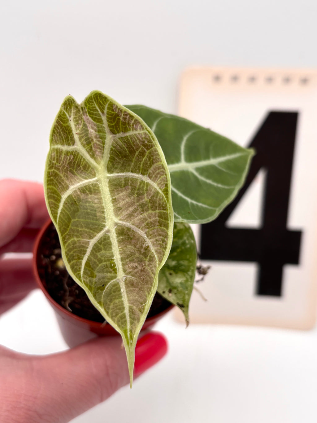 Alocasia Watsoniana Doff Variegata