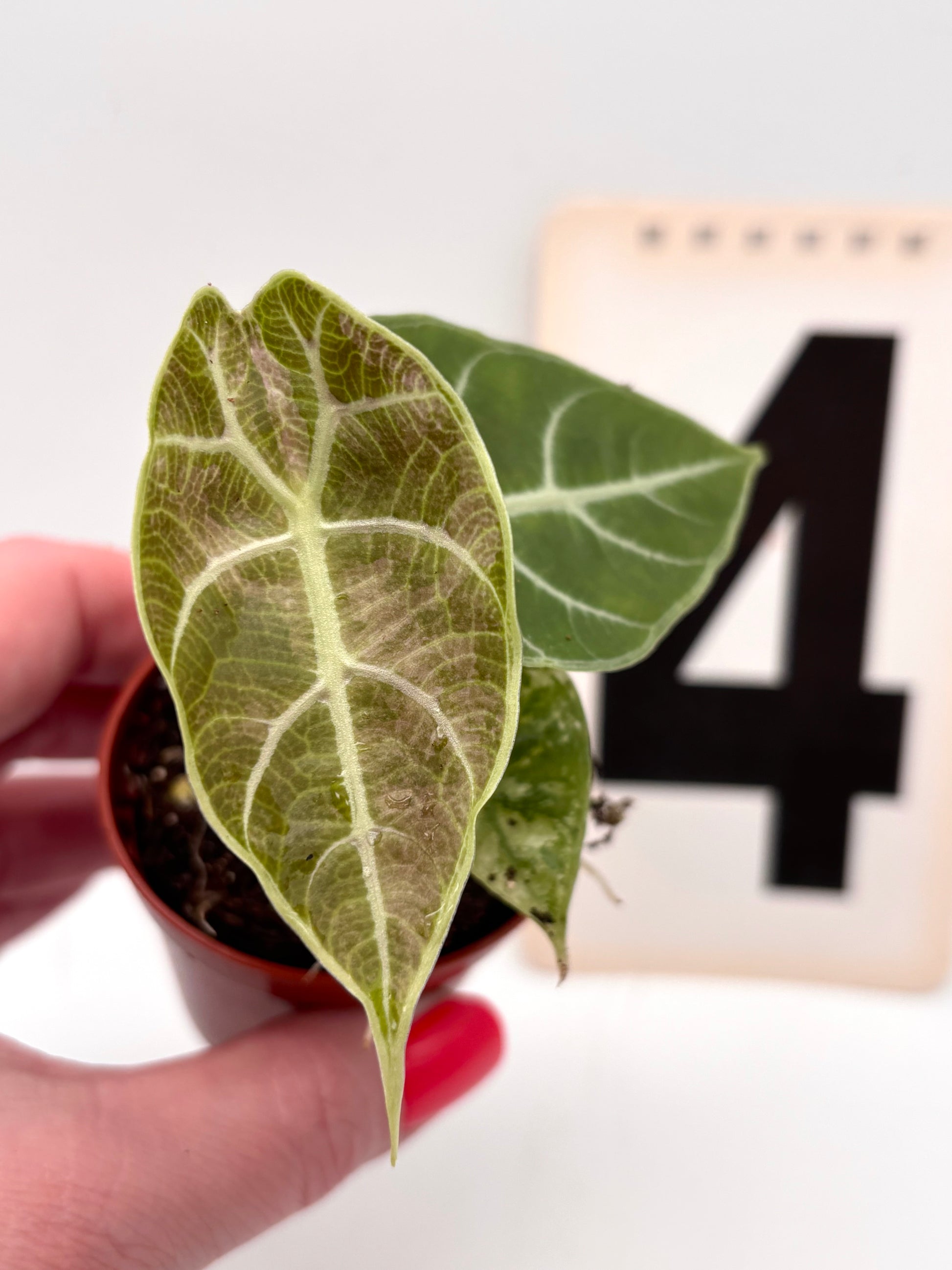 Alocasia Watsoniana Doff Variegata