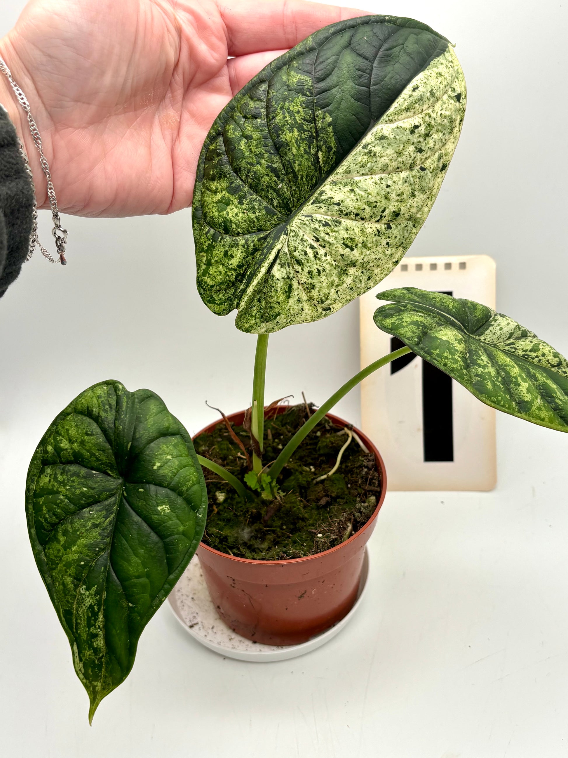 Alocasia Dragon Scale Mint